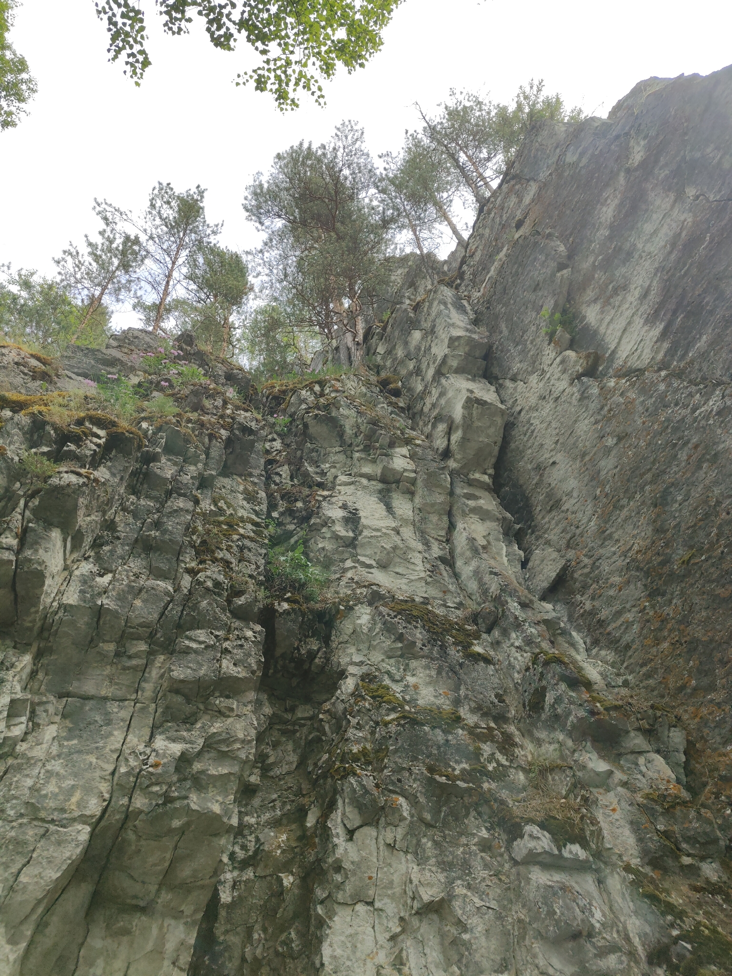 A vertical, upward-facing view of a rock face in Sim, Russia. The rock face is grey and craggy, with a mix of smooth and jagged textures. Cracks and crevices run vertically and horizontally through the stone, and patches of moss and vegetation cling to the rock in places. Several trees are growing on top of the rock formation, their branches and leaves reaching towards the top of the frame, partially obscuring the sky. The sky is overcast and white. The scene appears to be outdoors.