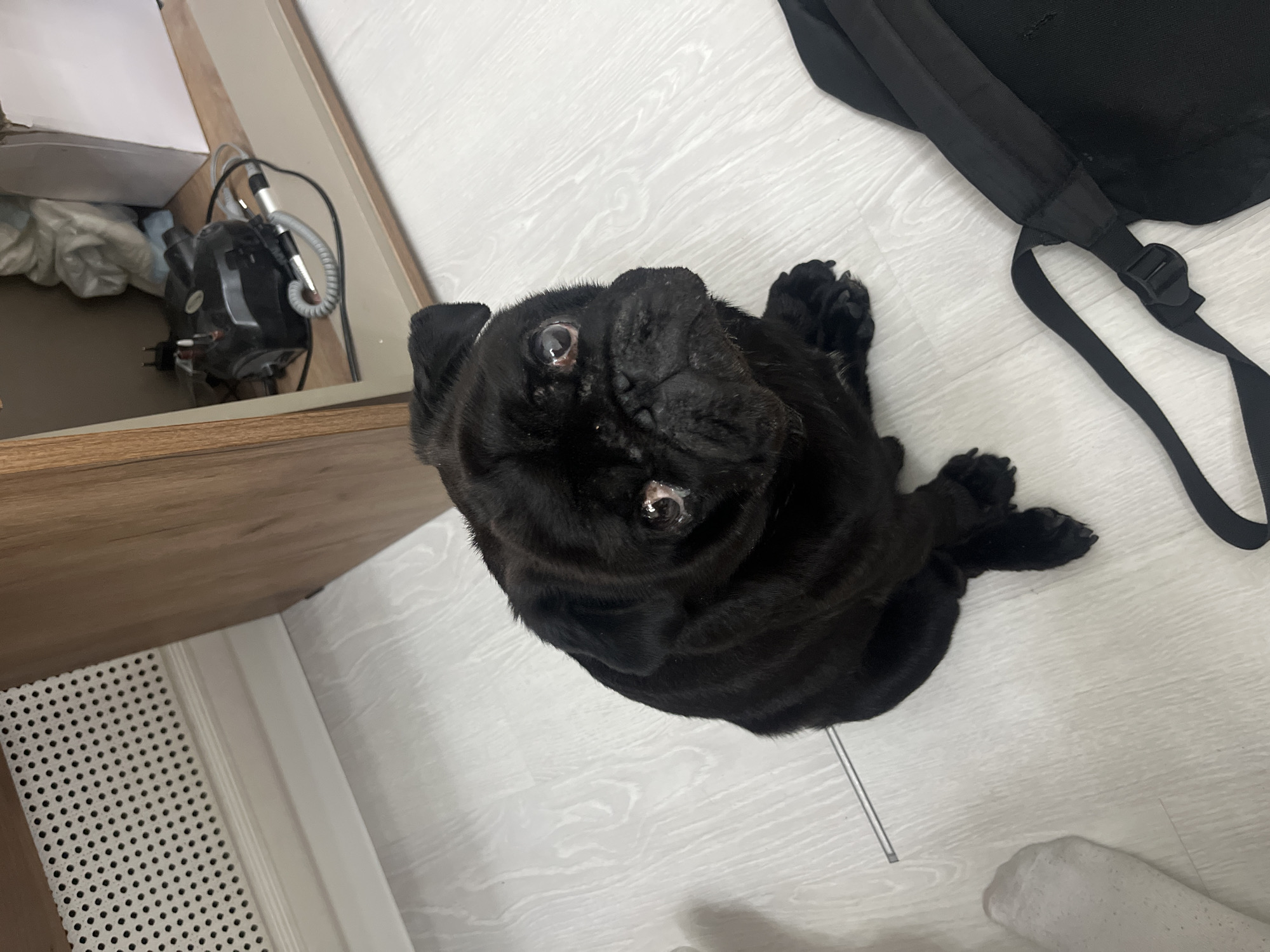 This high-angle, top-down shot captures a black pug dog as the central subject, looking directly up at the camera with wide, alert eyes. The dog is situated on a light-colored, possibly laminate or tiled, floor in an indoor setting, likely a home in Perm, Russia. Its fur is dark, and its posture suggests it is either sitting or lying down, observing its surroundings or interacting with the person taking the photo.
To the left of the dog, an area under a wooden cabinet or shelf is visible. Here, a black electronic device, possibly a pump or filter, is nestled, connected by a grey corrugated hose and various wires. Alongside it are some crumpled, light-colored items. The wooden furniture features a visible grain pattern. Below this furniture, a white perforated panel, which appears to be a radiator cover or vent, lines the wall.
To the right of the pug, a black backpack lies on the floor, its strap and a plastic buckle clearly visible. The flooring throughout the scene is light-toned with subtle textural variations, contributing to a clean and bright indoor aesthetic. The lighting in the image is even and soft, characteristic of typical indoor conditions, without strong shadows indicating a specific time of day. No visible text is present in the frame. The scene portrays a quiet, domestic moment, with the pug appearing curious and engaged.