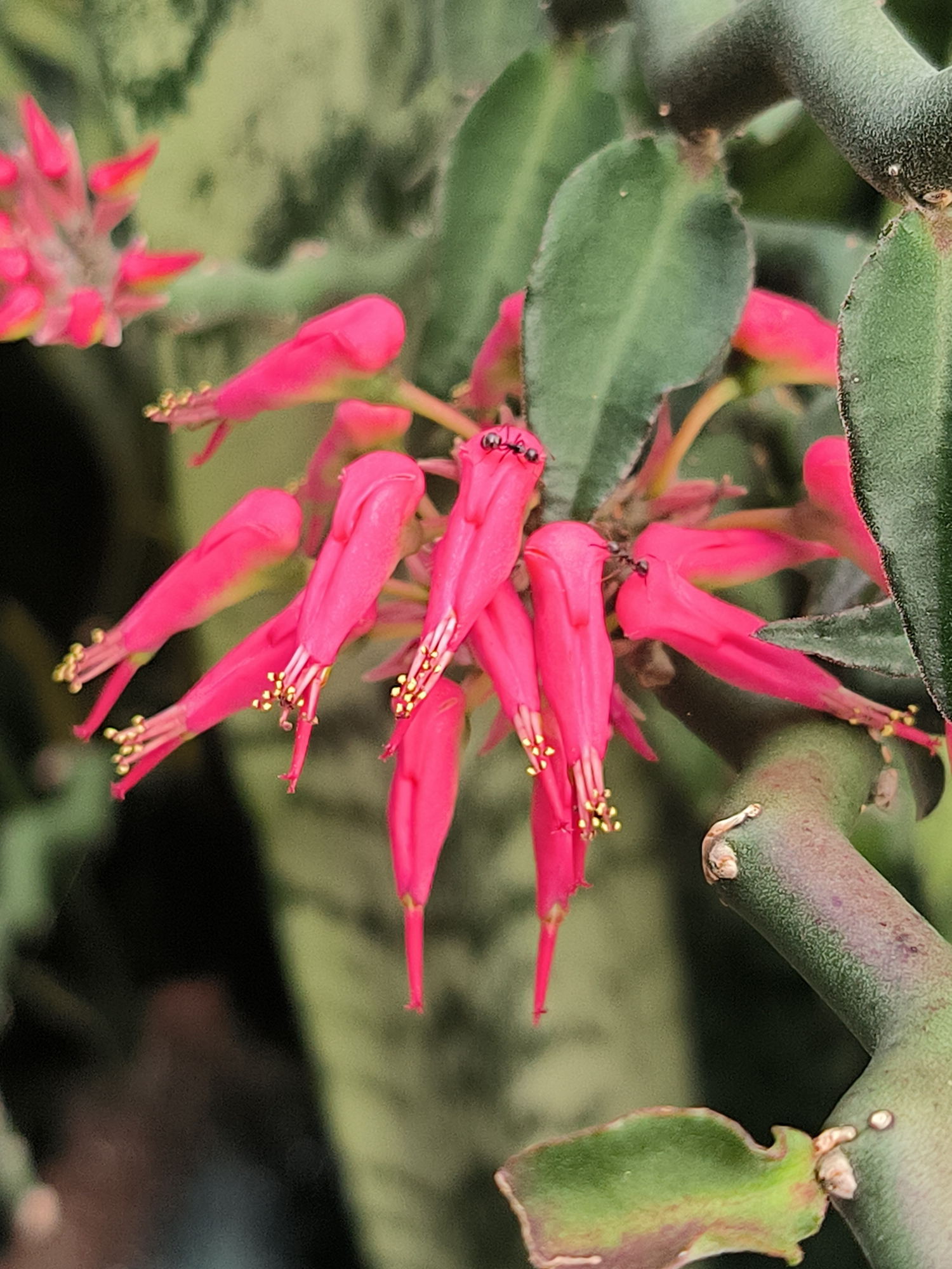 This close-up photograph showcases a cluster of vibrant pink tubular flowers with delicate yellow stamens, possibly a species of Euphorbia. Two small black ants are visible on the petals, suggesting they are either pollinating or feeding on the flowers. The flowers are attached to a thick, segmented green stem, characteristic of a succulent plant. The background is a soft blur of green and light green variegated leaves, and the stem of another plant is visible on the right side. The lighting appears natural and soft, with no harsh shadows, suggesting it might be daytime with overcast skies or the plants are in a shaded area. The focus is sharp on the flowers and ants, with the background softly blurred, creating a shallow depth of field. The image evokes a sense of nature's intricate details and the small, busy world of insects interacting with the plant life. The location is identified as Tansaril, Indonesia, suggesting a tropical or subtropical environment suitable for this type of flora. There is no visible text in the image.