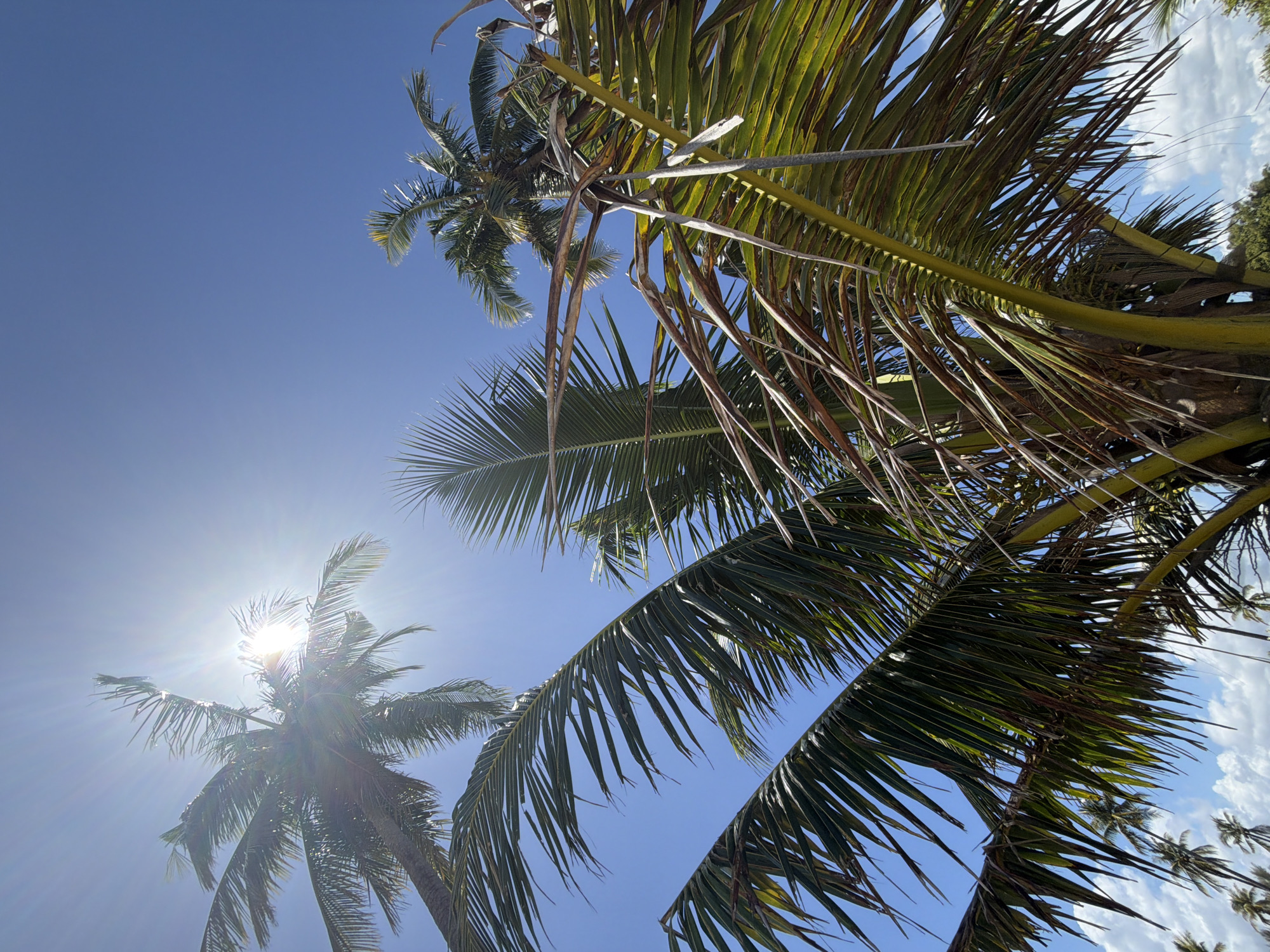 The image depicts a low-angle view of several palm trees against a bright blue sky with the sun shining intensely. The sun is partially obscured by the fronds of the palm trees, creating lens flare and visible light rays. The palm fronds are a mix of green and brown, with some appearing dried and wilted. In the distance, more palm trees and some clouds are visible. The scene suggests a tropical environment. The location is identified as Bang Muang, Thailand. There are no people or actions depicted in the image.