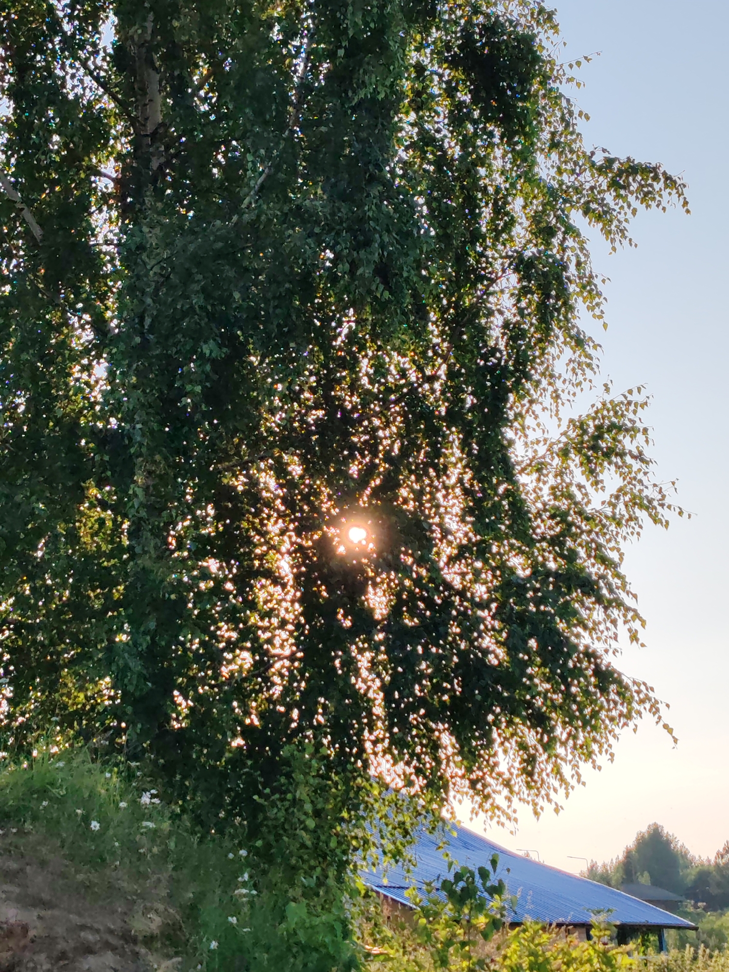 The image captures a natural outdoor scene, likely in a rural area given the presence of a large tree and vegetation. The sun is partially obscured by the dense foliage of a tree, creating a dappled light effect and a bright sunburst. In the background, a building with a prominent blue metal roof is visible, suggesting a residential or utility structure. The surrounding environment appears to be overgrown with greenery, including grass and smaller plants, some of which have white flowers. The sky is clear and light blue, indicating daytime, possibly late afternoon or early morning due to the angle of the sun. The overall impression is one of a serene, sunlit landscape.