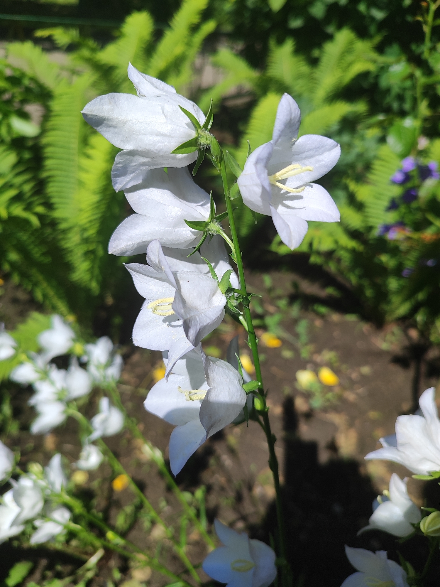 The image shows white bellflower blooms in a garden setting. The blossoms are trumpet-shaped with visible yellow stamens. The green stem of the plant is visible, along with surrounding foliage, including ferns. The background is blurred, showing soil and other plants. The specific location in Krasnodar, Russia, cannot be determined from the image alone.