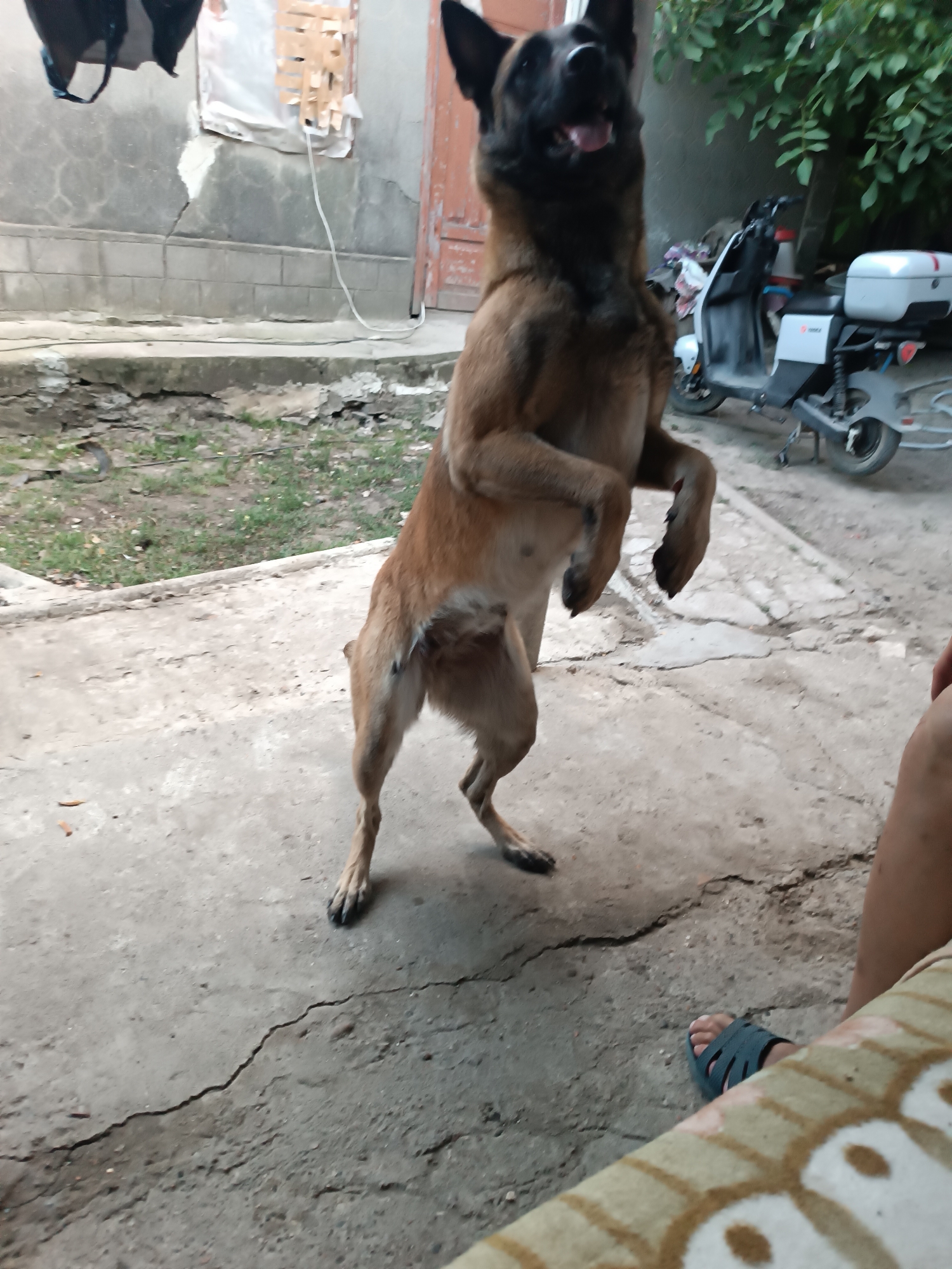 A medium shot captures a Belgian Malinois dog standing on its hind legs in what appears to be an outdoor courtyard in Copăceni, Moldova. The dog's mouth is open, and its tongue is visible, suggesting it is panting or excited. Its front paws are raised in the air, and its body is angled slightly towards the viewer. The dog has a typical Malinois coat, with shades of brown and black.
The environment suggests a somewhat utilitarian or lived-in space. A rough, cracked concrete ground covers the foreground and mid-ground. In the background, a weathered grey wall with some cracks and a lighter patch of material is visible. To the right of the wall, a wooden door with peeling red paint is partially seen. Behind the dog and to the right, a white electric scooter with a storage box is parked. Lush green foliage is visible above the scooter, suggesting trees or bushes. In the lower right corner of the image, a person's legs and feet are visible, one foot wearing a dark blue sandal. The person is seated on a patterned fabric, possibly a blanket or cushion, which occupies the extreme lower right portion of the frame. The overall impression is of a casual, everyday setting in a residential or semi-rural area.