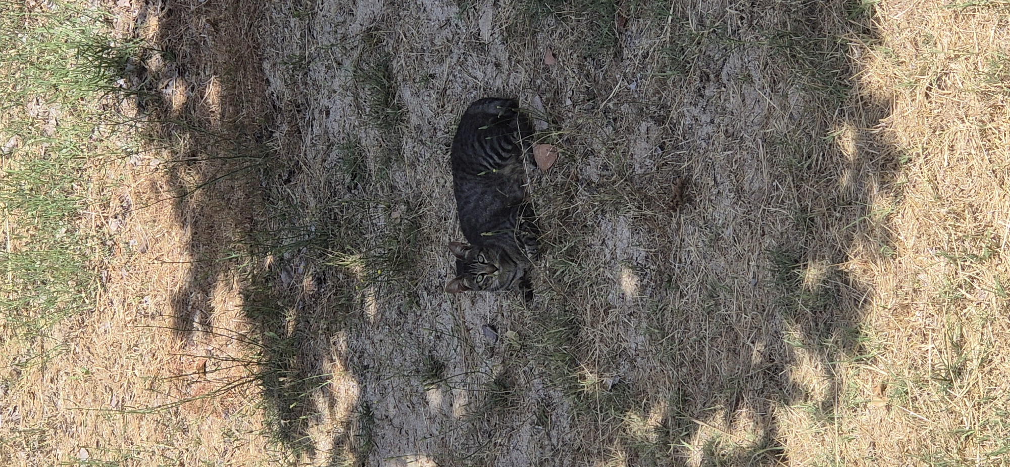 A tabby cat is lying on dry grass and sand in an outdoor area. The cat is facing the camera with its body partially visible. The ground is covered with a mixture of dry grass, straw, and some patches of sand. There are shadows cast from overhead foliage. The scene appears to be in a natural or semi-natural environment, possibly a park or undeveloped area.