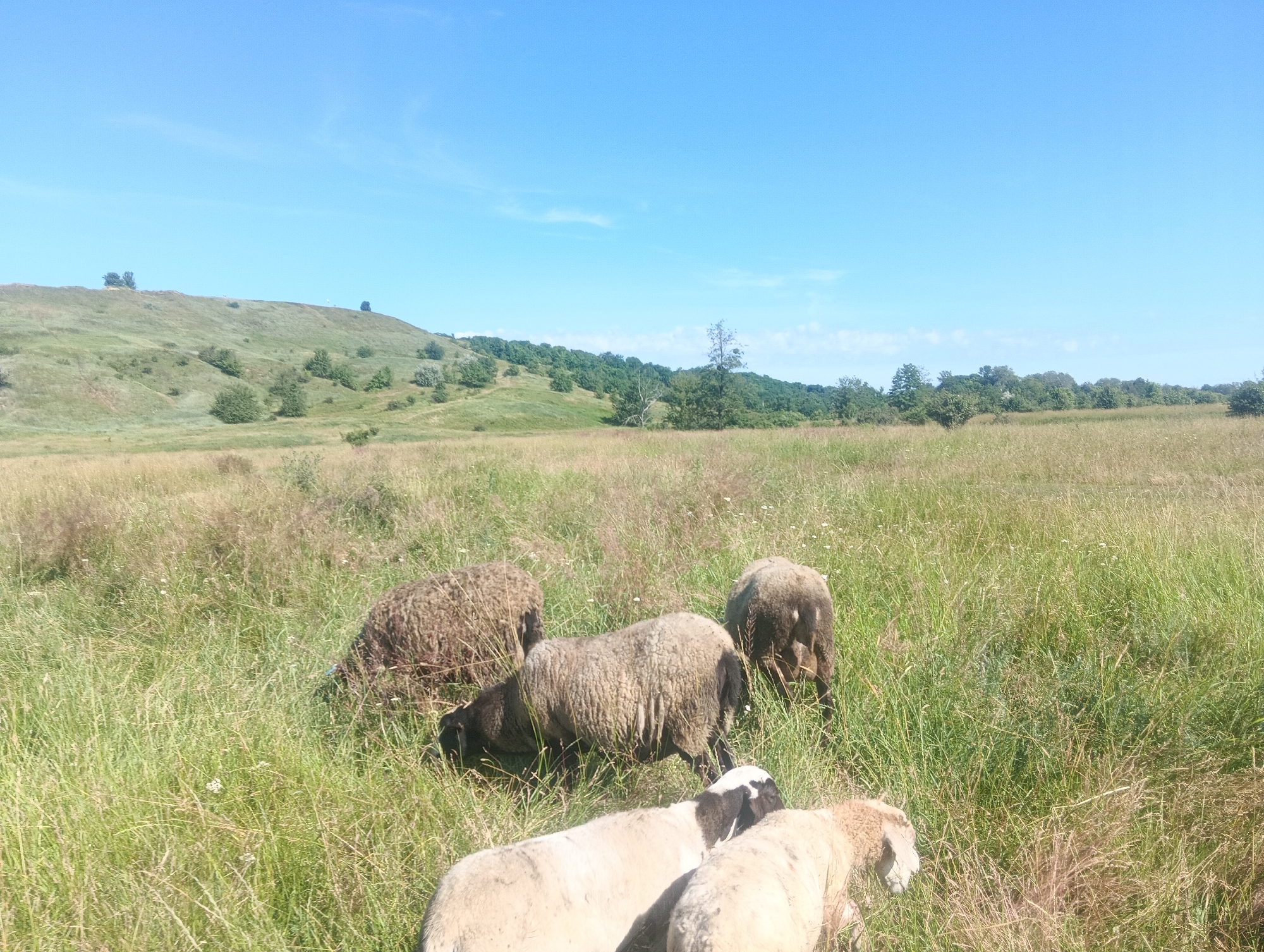 In an open, grassy field under a clear blue sky, a flock of sheep grazes amongst tall green and tan grasses. The landscape features rolling hills in the background dotted with scattered trees. The foreground is dominated by the sheep, with five visible. One sheep, dark brown, is partially obscured by grass on the left. To its right, a light brown sheep with a dark back is bending down to eat. Behind these, a darker sheep faces away from the camera. In the very front, two white sheep are positioned with their heads down, one showing a black marking on its head. The overall scene suggests a rural, natural environment.
