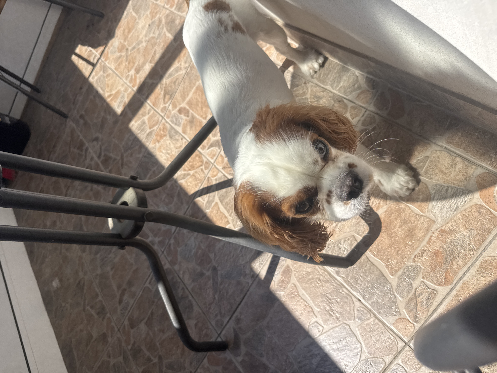 The image, set in Plovdiv, Bulgaria, displays a Cavalier King Charles Spaniel dog standing on a tiled floor bathed in direct sunlight. The dog, characterized by its white coat with prominent brown-tan patches over its ears and around its blue-hazel eyes, also exhibits a smaller brown patch on its lower back. Its black nose and white whiskers are visible as it gazes directly upwards towards the camera. The floor is composed of large, irregularly shaped ceramic tiles in shades of brown and beige, with discernible grout lines. Several dark grey tubular metal legs, consistent with furniture, cast sharp, elongated shadows across the tiled surface. A white architectural feature, likely a door frame or wall, is partially visible in the upper left and along the right side of the frame. The scene is brightly illuminated, creating distinct contrasts.