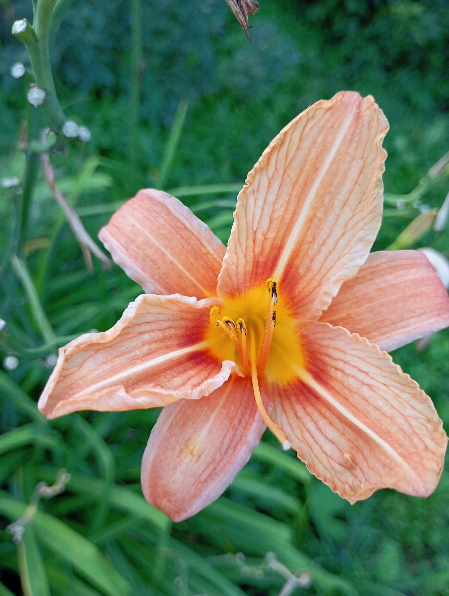 A close-up, high-angle shot captures an orange daylily flower in bloom, set against a blurred green background of foliage. The flower's six petals display a gradient of color, ranging from pale orange at the tips to a deeper, reddish-orange hue closer to the center. Fine, darker orange veins run lengthwise along each petal. In the center of the flower, a bright yellow throat is visible, from which a single pistil extends, topped with dark anthers. The background consists of out-of-focus green stems and leaves, suggesting an outdoor garden setting. There is no indication of the location being within the city of Фоки, Russia.