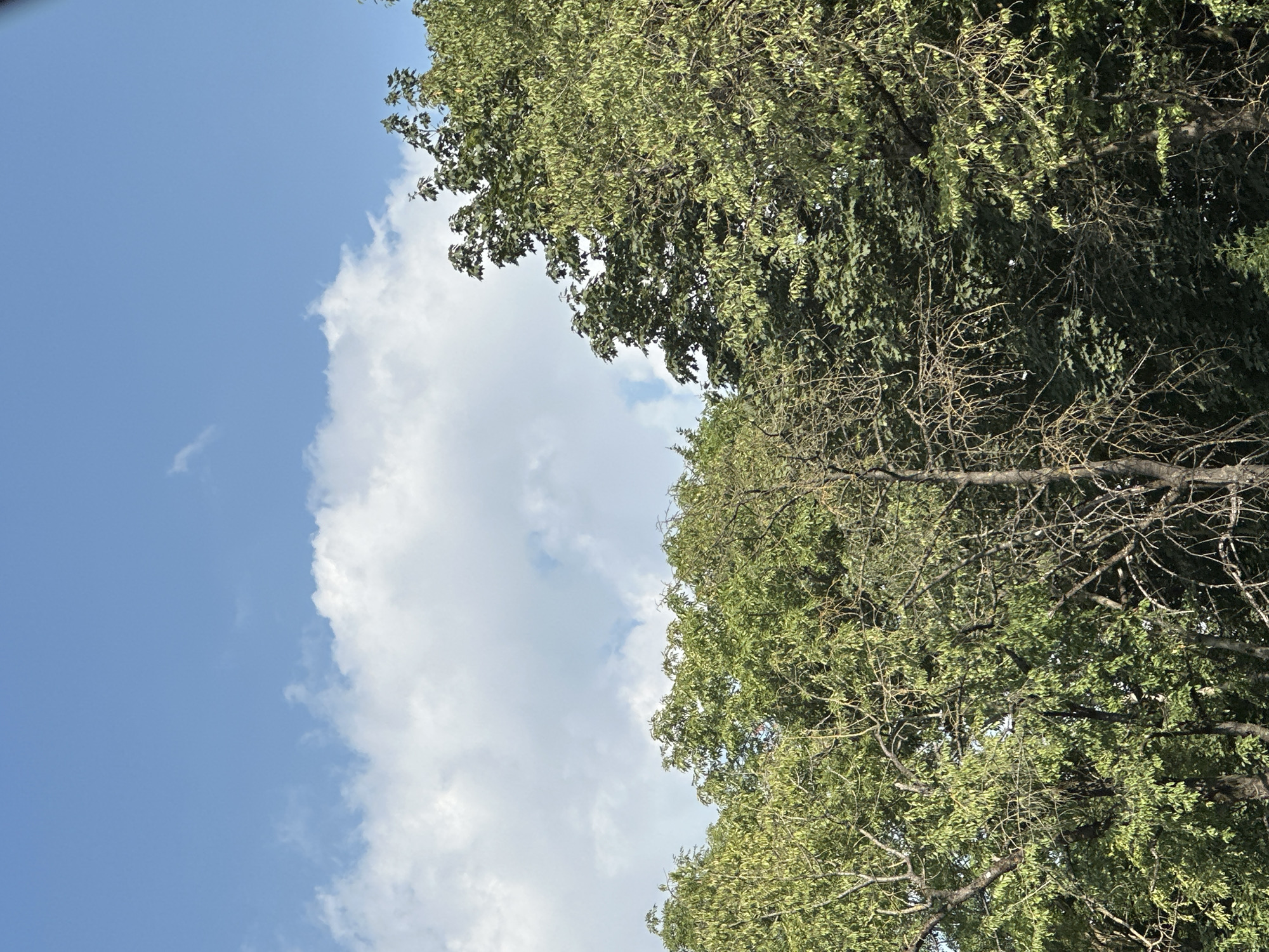 A vertical, eye-level, outdoor photograph shows a bright blue sky filled with fluffy white clouds. The upper portion of the frame is dominated by the sky, with the clouds concentrated in the middle left. The lower portion of the image features the tops of lush green trees, their branches reaching upwards towards the sky. Some trees appear denser with leaves, while others have sparser foliage, revealing intricate branch structures. The lighting suggests it is daytime, with sunlight illuminating the leaves and clouds. The scene evokes a natural, peaceful environment. There are no people or man-made structures visible in the frame, suggesting a natural setting possibly on the outskirts of Shatava, Ukraine, or a park within the city.