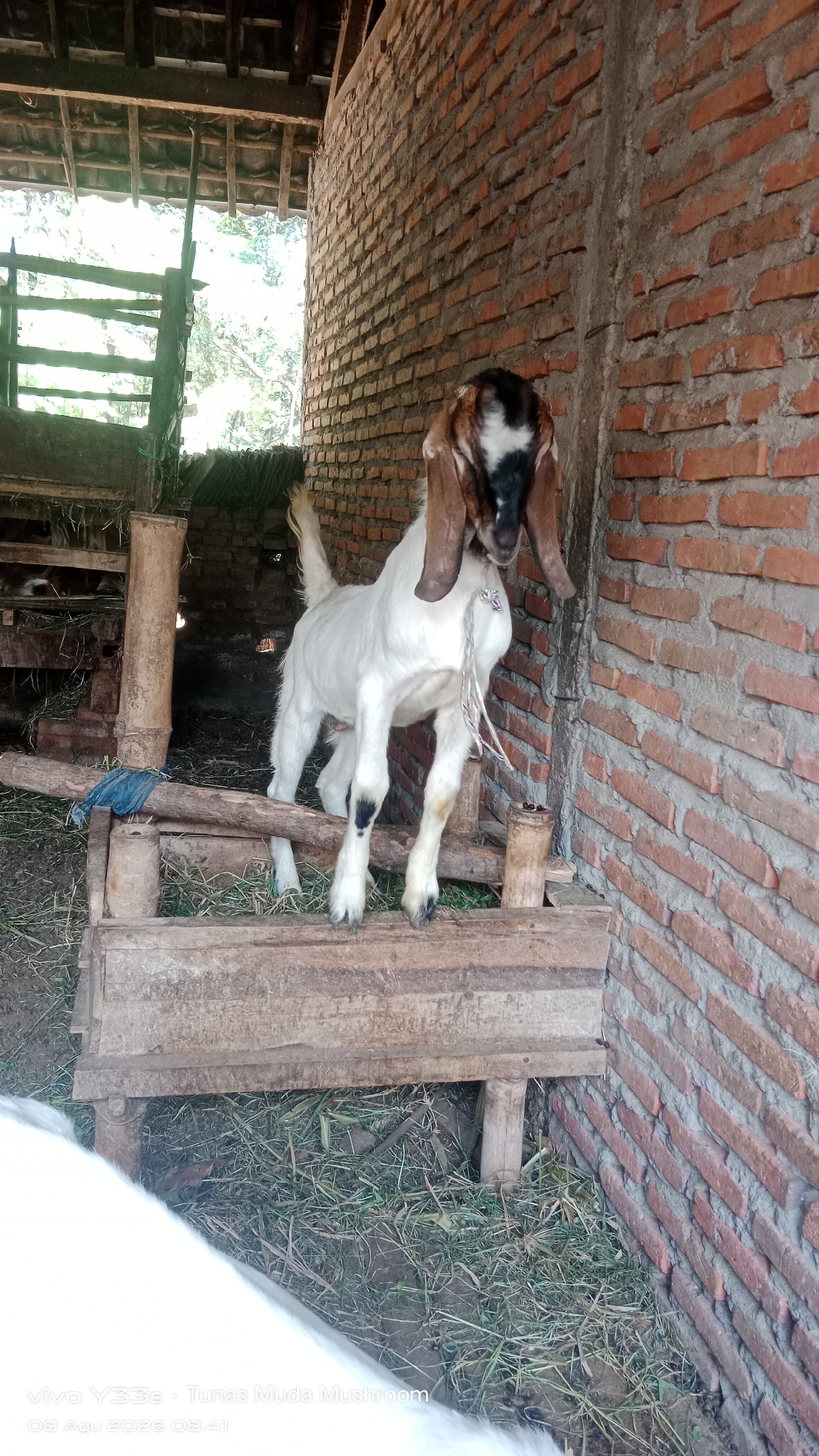 A white goat with brown and black markings on its head and long, floppy ears stands on a wooden platform inside a partially constructed brick building. The goat is facing forward, with its head slightly turned to the left, and appears to be wearing a rope halter. The building has a thatched roof and the walls are made of unfinished red bricks. Green grass and straw are scattered on the ground. The scene is set outdoors in a rural environment, consistent with a farm in Soco, Indonesia. There are no people visible in the image.