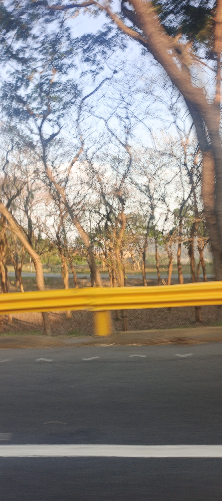 The image, likely taken from a moving vehicle, shows a roadside scene. A yellow guardrail is prominent in the midground. Beyond the guardrail are trees, mostly bare-branched. Behind the trees is a distant line of green foliage, possibly indicating more trees or vegetation. The sky is visible above the trees, suggesting early morning or late afternoon lighting. The road surface is visible in the foreground with white lane markings. The location is Cortada de Maturín, Venezuela. There are no people in the image.