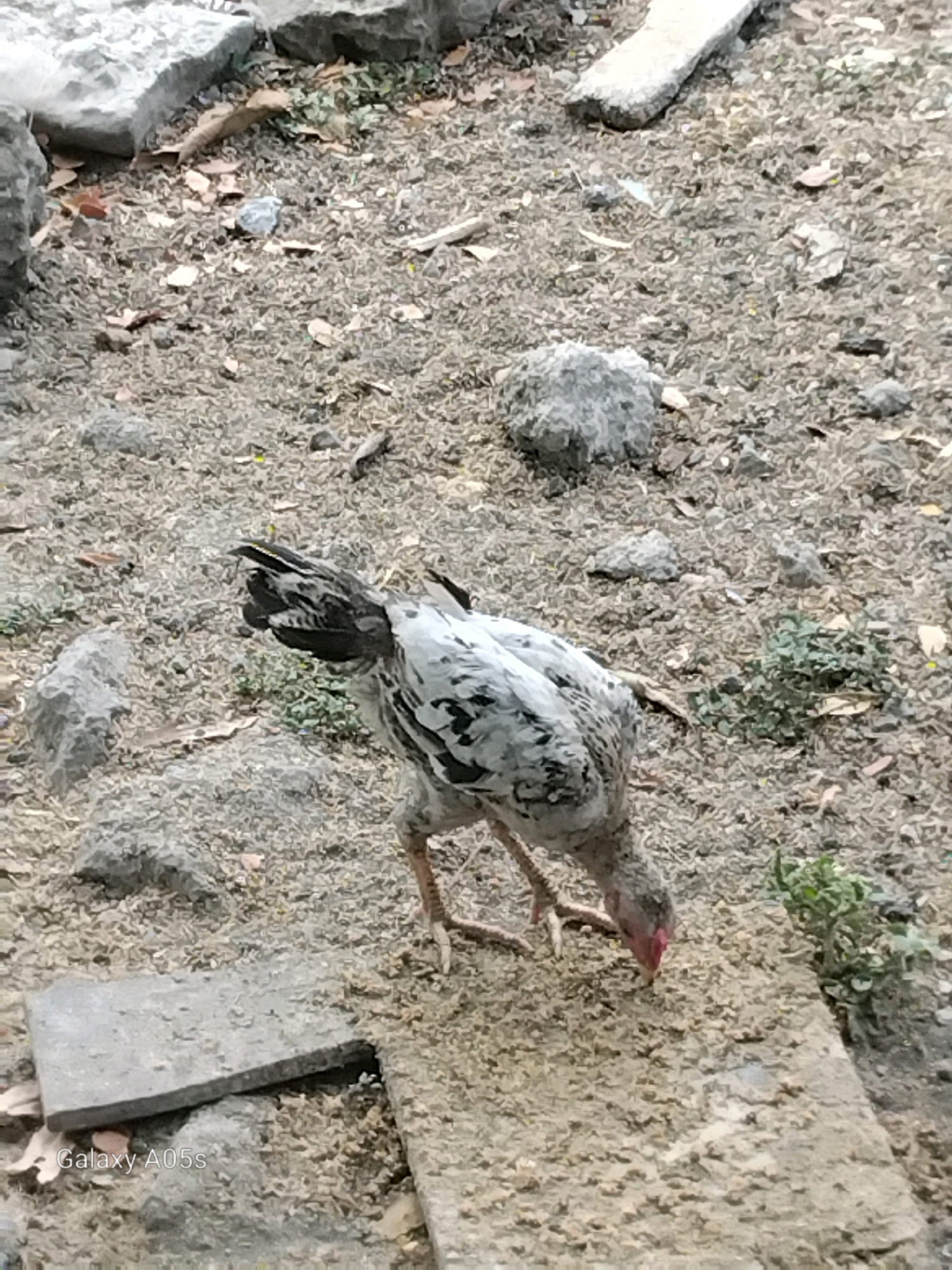 A young chicken with black and white speckled plumage is foraging on a patch of dry, pebbly ground. The chicken is positioned in the lower center of the frame, facing down and to the right as it pecks at the ground. Its head is red and it has visible legs and claws. The surrounding environment consists of dry soil, scattered small rocks, and a few pieces of light-colored concrete or stone. A concrete slab is visible in the lower left portion of the image, partially obscuring some of the ground. The image is taken from a slightly elevated perspective, looking down on the chicken and its surroundings. The overall scene suggests an outdoor, possibly rural or unpaved urban area. The text "Galaxy A05s" is overlaid in the bottom left corner of the image.