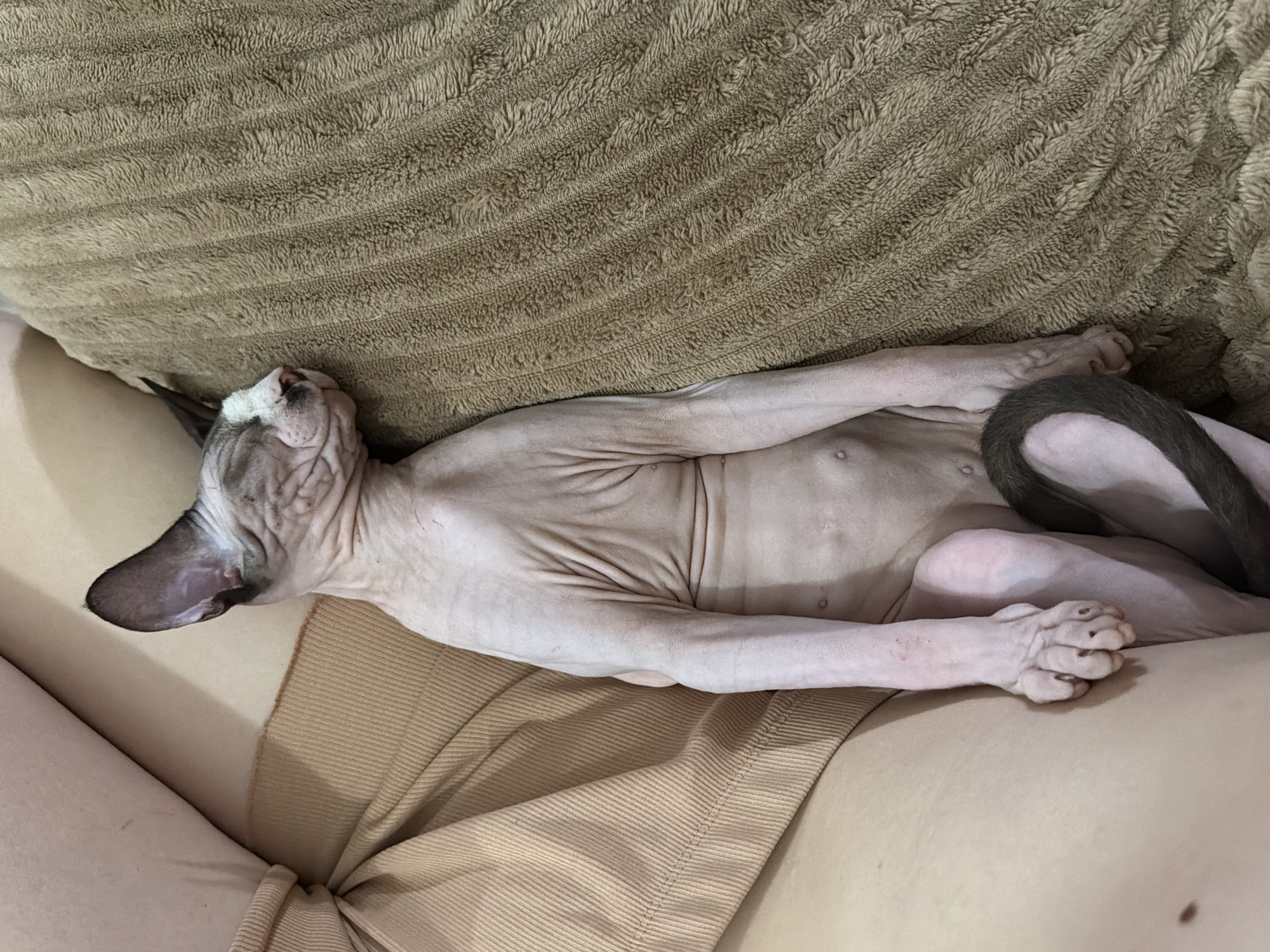 A hairless cat is sleeping on a brown textured blanket next to a person wearing tan clothing. The cat is lying on its back with its eyes closed and its body stretched out. Its fur is pinkish-white with gray patches on its head and tail. The person's legs are visible on the left side of the image, covered in tan fabric. The blanket appears to be made of soft, plush material with raised ridges. The lighting in the image is soft and natural, suggesting an indoor setting.