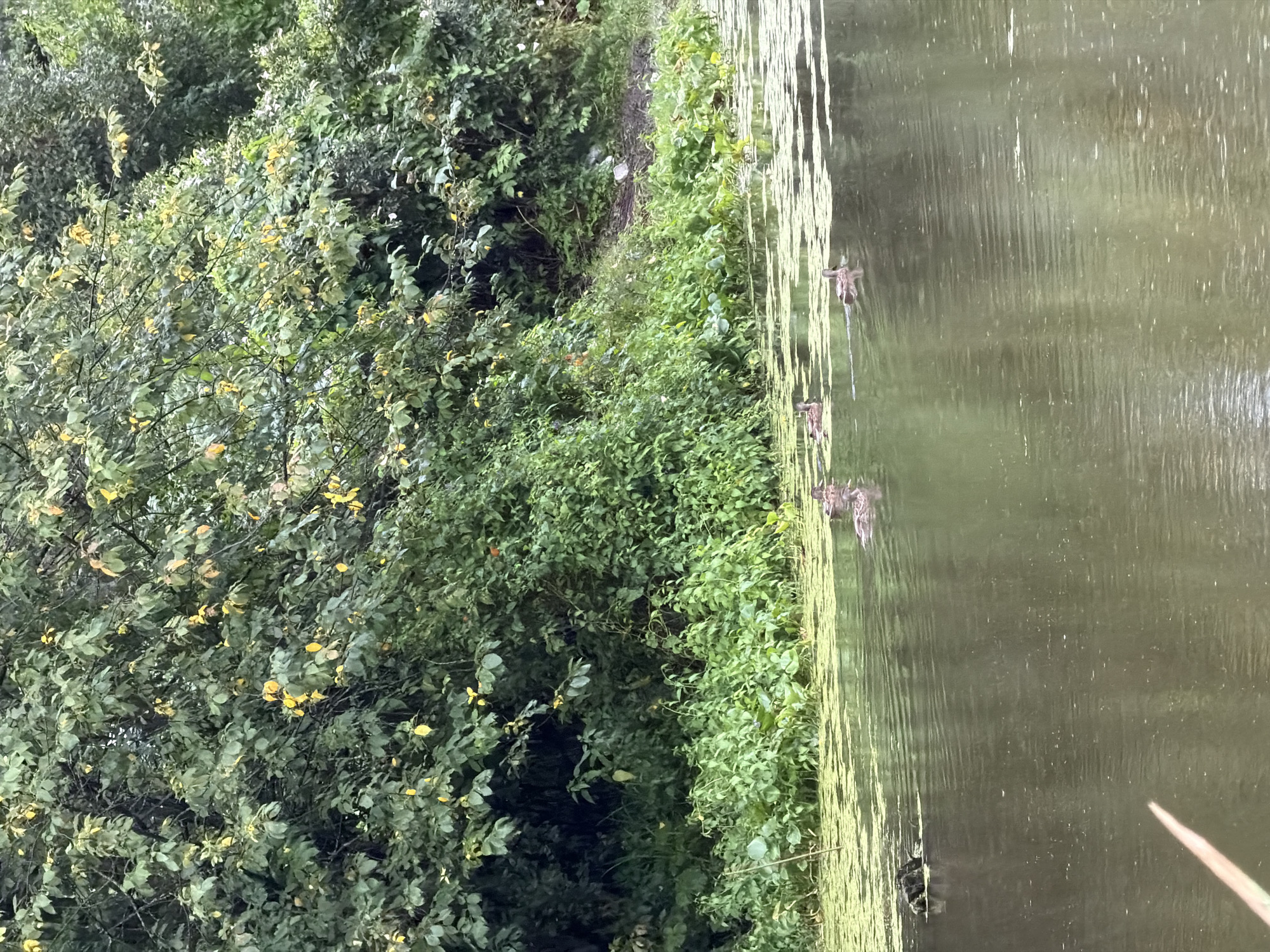 A group of four ducks swim in a calm body of water. The water is partially covered with green algae. The background is filled with dense green foliage and trees, with some yellowing leaves visible. The scene appears to be in a natural setting, possibly a park or a less developed area of Chaikovsky, Russia, given the abundance of vegetation and calm water. There are no people present in the image.
