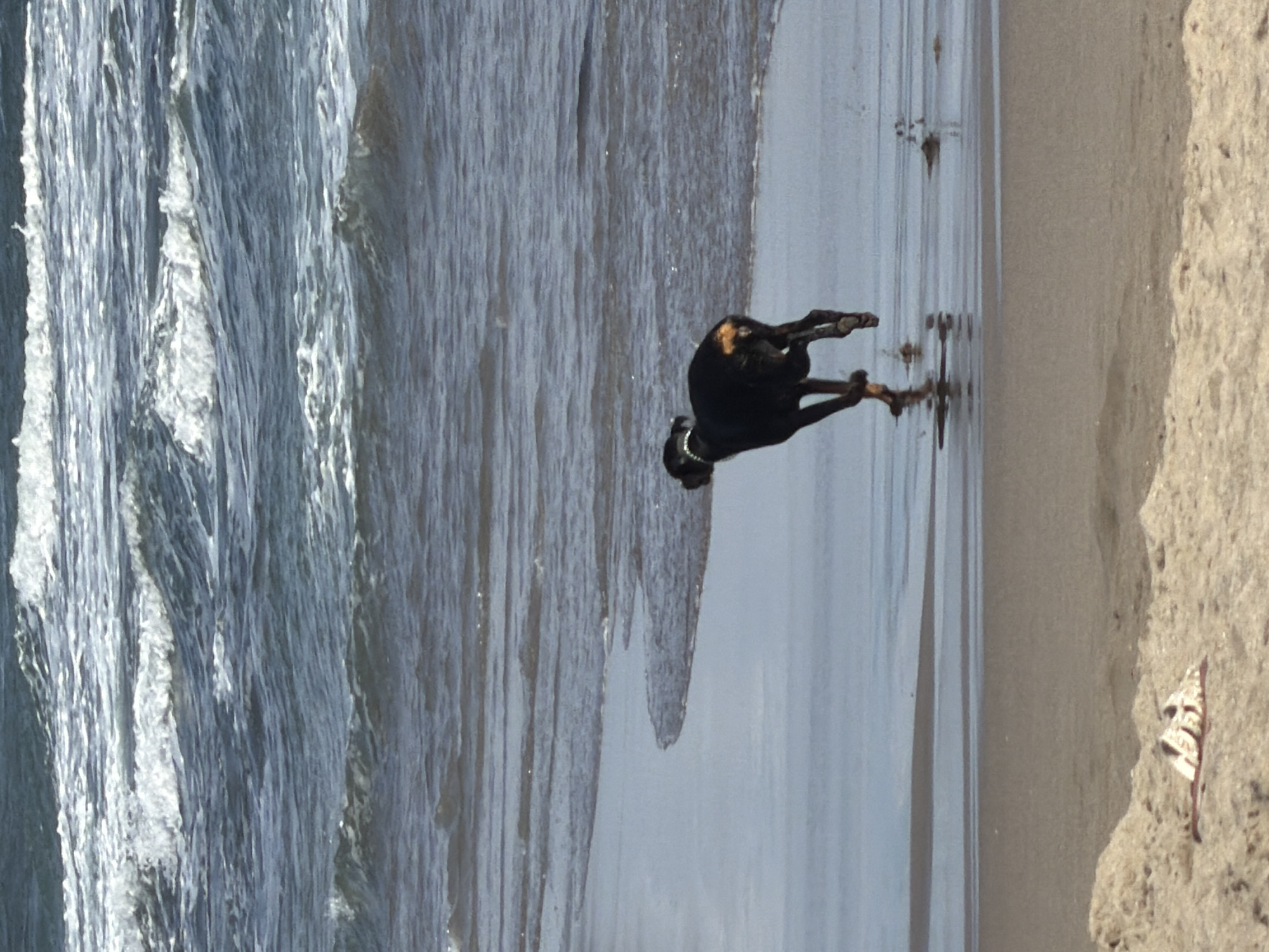 A black dog with tan markings on its hindquarters runs along the wet sand of a beach in North Kuta, Indonesia. The dog wears a white collar and is captured in mid-stride, with its legs extended. In the background, the ocean churns with white-capped waves under a bright sky. The foreground consists of drier sand with some debris.