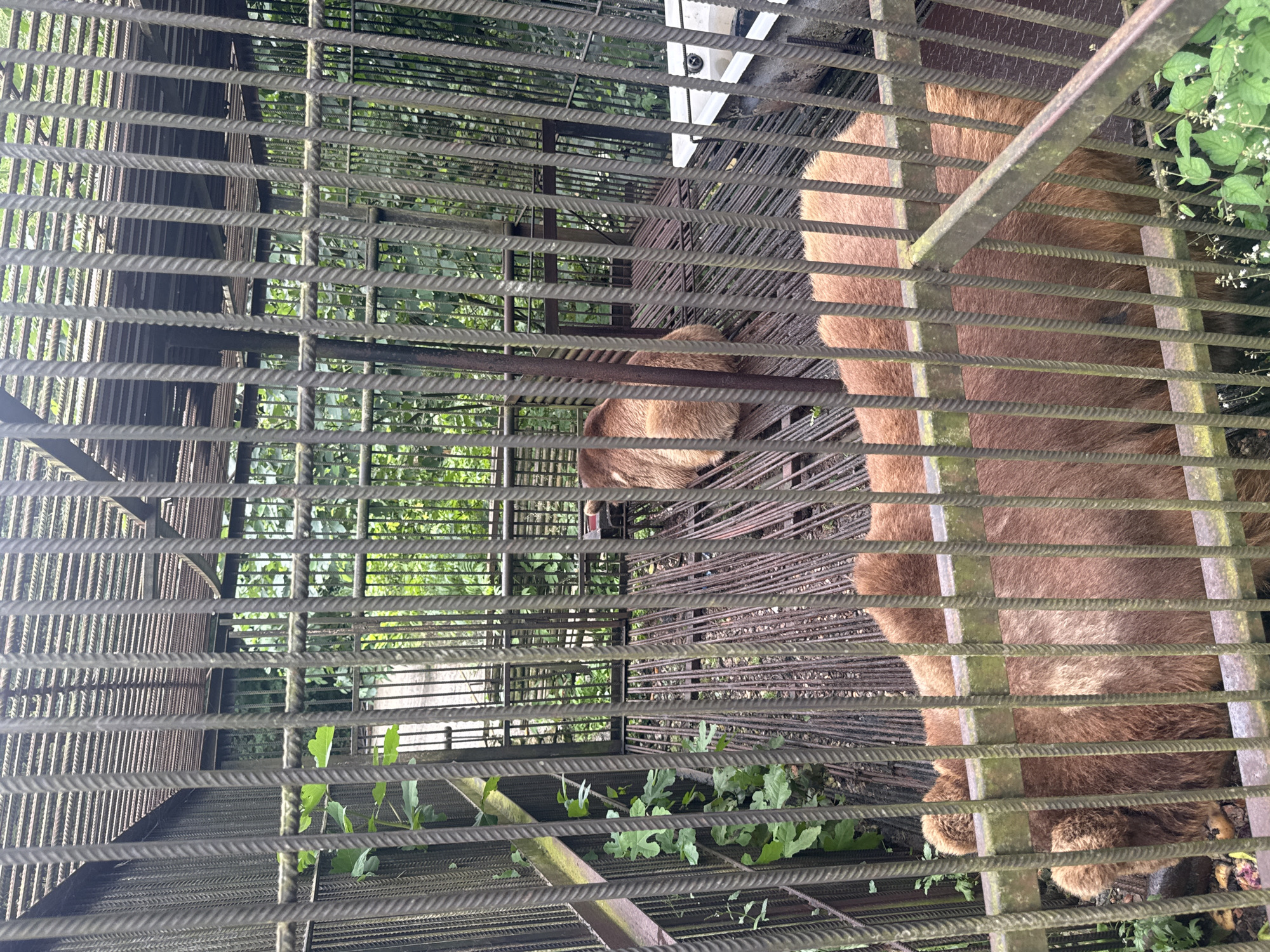 This is a vertical, eye-level, medium shot of a brown bear inside a large, outdoor enclosure. The enclosure is constructed with thick, horizontal metal bars and a metal grate floor. The bear, mostly brown fur, is facing away from the camera and appears to be lying down or resting. Only its head, part of its back, and its paws are visible. The bear's head is turned to its left, and its mouth is slightly open, showing a pink tongue.
Behind the bear, the enclosure is filled with lush green foliage, suggesting a natural or semi-natural environment. The lighting indicates it is daytime, likely under overcast conditions or in dappled shade, as there are no harsh shadows. The overall scene depicts an animal in captivity, with the bars of the enclosure being a dominant visual element. No text is visible in the image. The location context provided is Tsabal, Abkhazia.