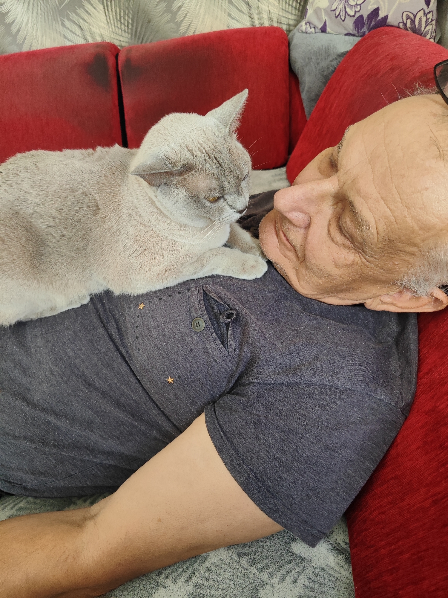 A light-colored cat rests on the chest of an elderly man who is lying down, with his eyes closed. The man is wearing a dark gray t-shirt, which has small star-shaped embellishments. The cat is positioned with its head near the man's face, and its body draped across his chest. They are on a red sofa, with a gray and white patterned fabric visible in the background. The scene appears to be indoors.