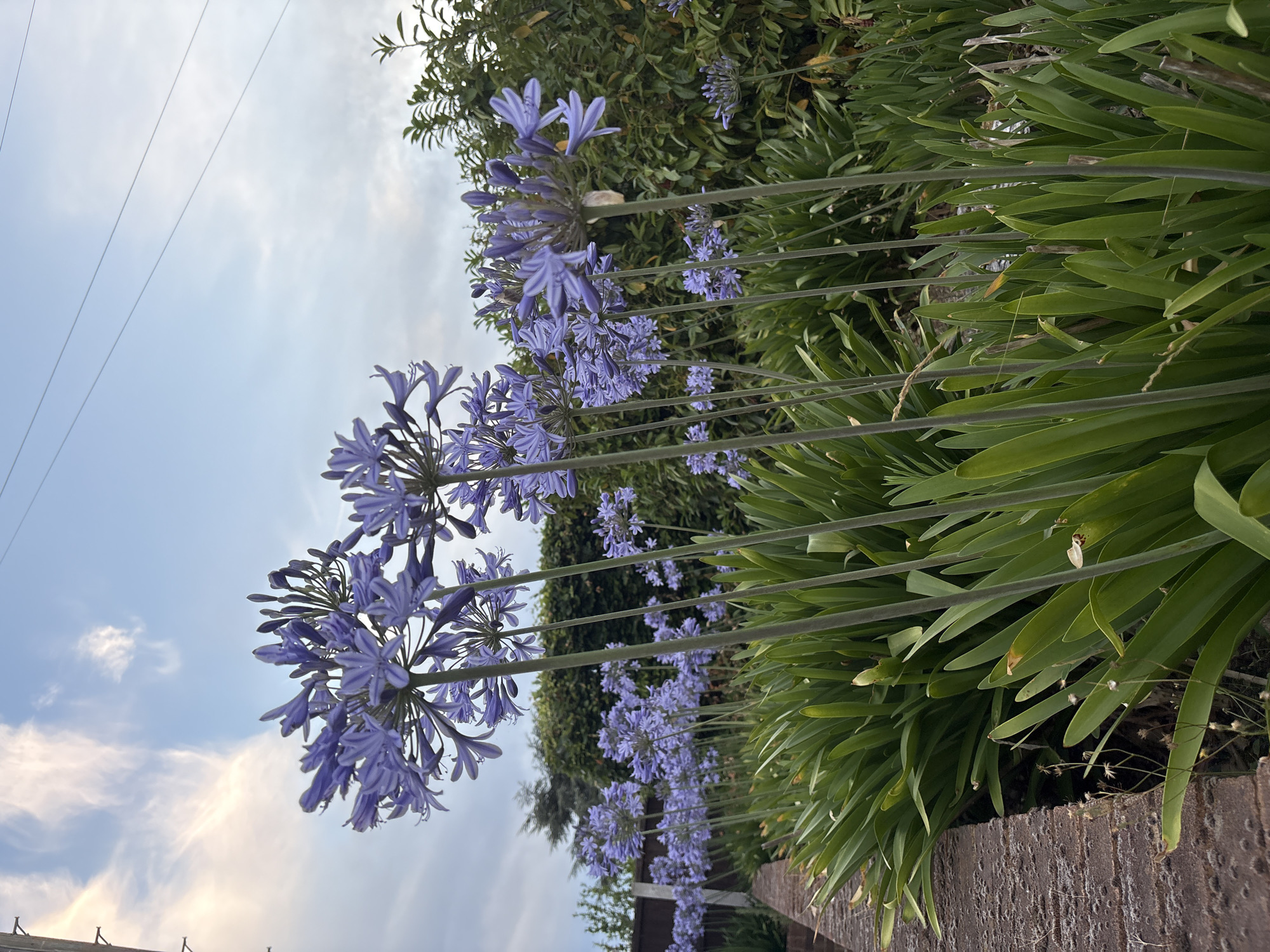 The image shows a garden bed filled with Agapanthus flowers in bloom, their distinctive purple flowerheads reaching upwards on tall stalks. The flowers are predominantly in the foreground and midground, with some appearing to be in bud while others are fully open. Beneath the flowering stalks are dense clumps of long, strap-like green leaves. To the left, a brick retaining wall borders the garden bed, showing signs of moss or lichen growth. In the background, a neatly trimmed green hedge forms a backdrop, with taller trees and foliage visible behind it. The sky above is a mix of blue with wispy white clouds, and power lines are visible stretching across the upper portion of the frame. The scene appears to be an outdoor residential garden. There is no indication of a specific location within Chelmsford, United Kingdom, beyond it being a garden setting. There are no people or animals present in the image, and no discernible actions or interactions are taking place. The overall impression is one of a well-maintained garden during flowering season.