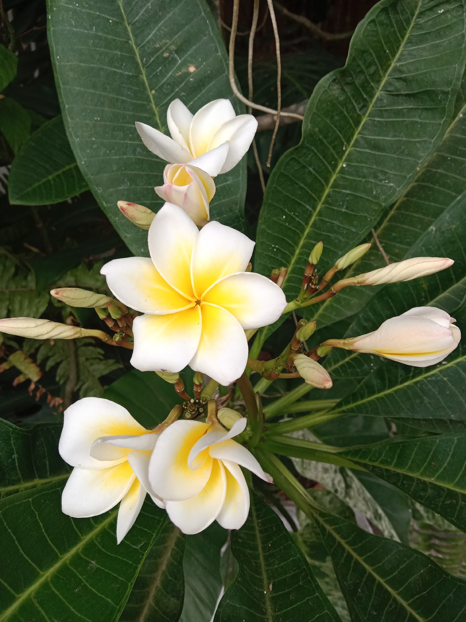 The image is a close-up, high-angle shot of a cluster of white and yellow Plumeria flowers, also known as Frangipani, with large green leaves in the background. Several flowers are in full bloom, showcasing their delicate petals with vibrant yellow centers. There are also numerous flower buds in various stages of development, some tightly closed and others beginning to unfurl. The leaves are broad, with prominent parallel veins, and appear to be slightly dusty. The overall impression is one of natural beauty and tranquility. The image was taken in Ngingas, Indonesia, a location known for its lush tropical vegetation, including Plumeria trees that are commonly found in gardens and along streets.
