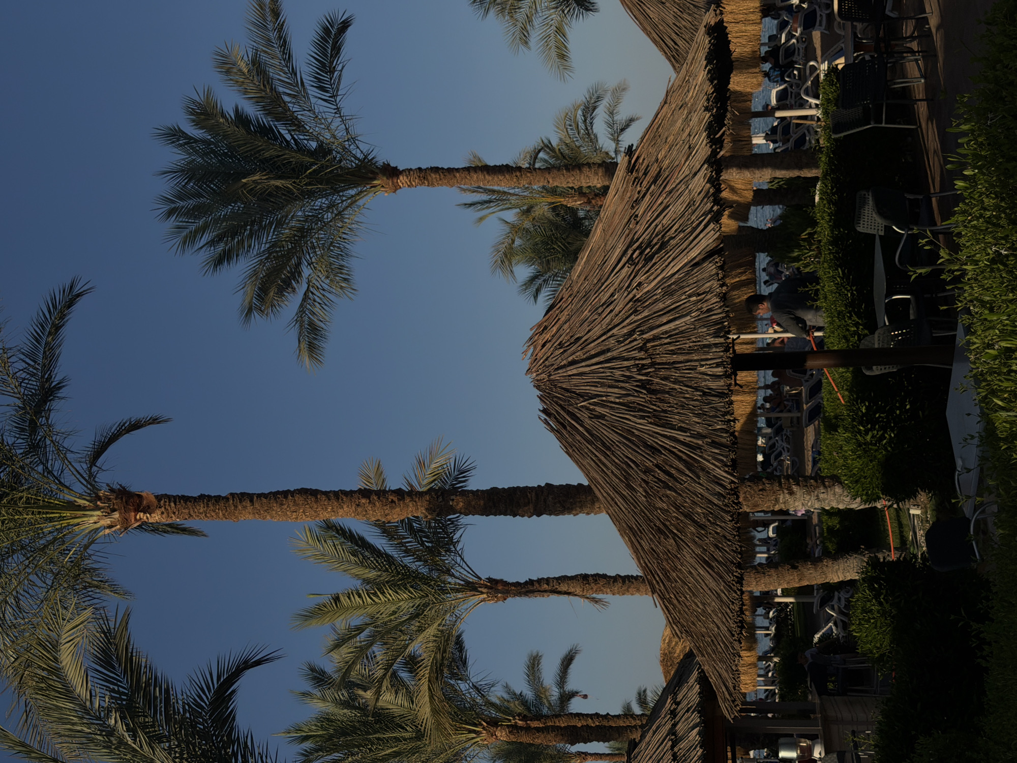 This image captures a sunny day at a beach resort in Sharm El Sheikh, Egypt. In the foreground, several thatched-roof umbrellas provide shade over seating areas with tables and chairs. Lush green bushes line the front of the resort. Behind the umbrellas, palm trees with textured trunks and green fronds stretch towards a clear blue sky. Further back, lounge chairs are set up on the beach, with a body of water visible in the distance. Several people are present, some walking and others seated, enjoying the beach atmosphere. The overall scene depicts a typical resort setting, bathed in bright sunlight.