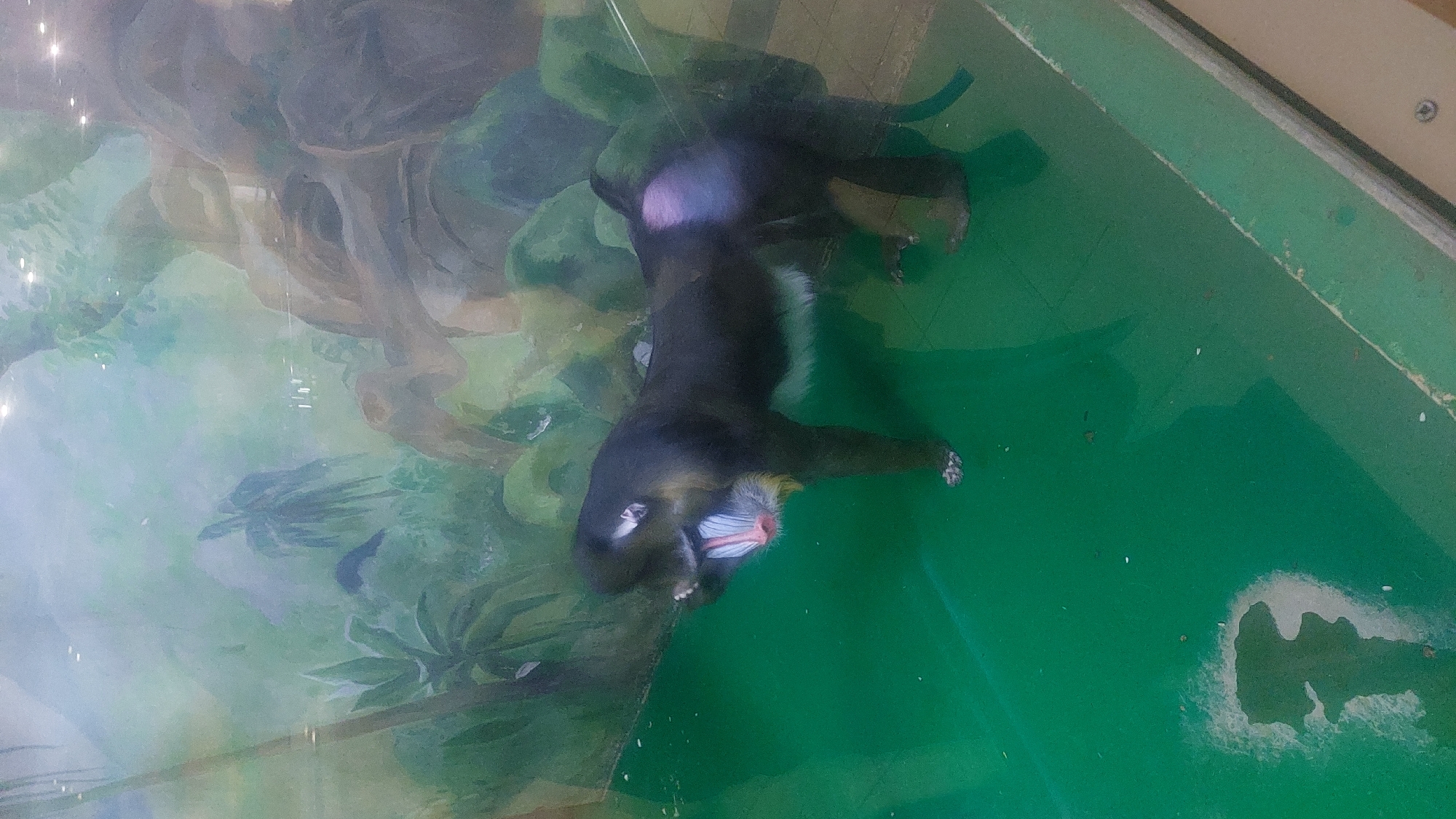 An indoor scene depicts a mandrill lying down inside an enclosure at the Novosibirsk Zoo in Novosibirsk, Russia. The enclosure has a green painted floor and a backdrop with a jungle-themed mural. The mandrill is lying on its side, revealing its colorful face with blue ridges and a red nose. The background mural features foliage and trees. The enclosure appears to be behind glass, as there are visible reflections.