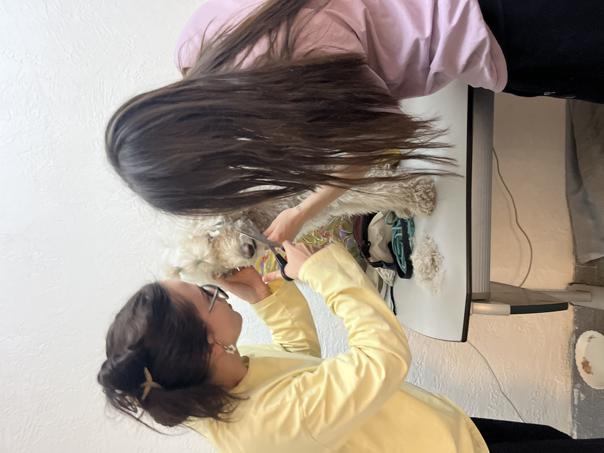 Two women are giving a small dog a haircut on a table. One woman in a yellow shirt holds scissors and focuses on the dog's face. The other woman, wearing a pink shirt, has her hair obscuring part of the dog and table. The table is white with items piled near the dog. The location appears to be indoors with white walls and a plate resting near a shelf. The city and specific location are unknown.