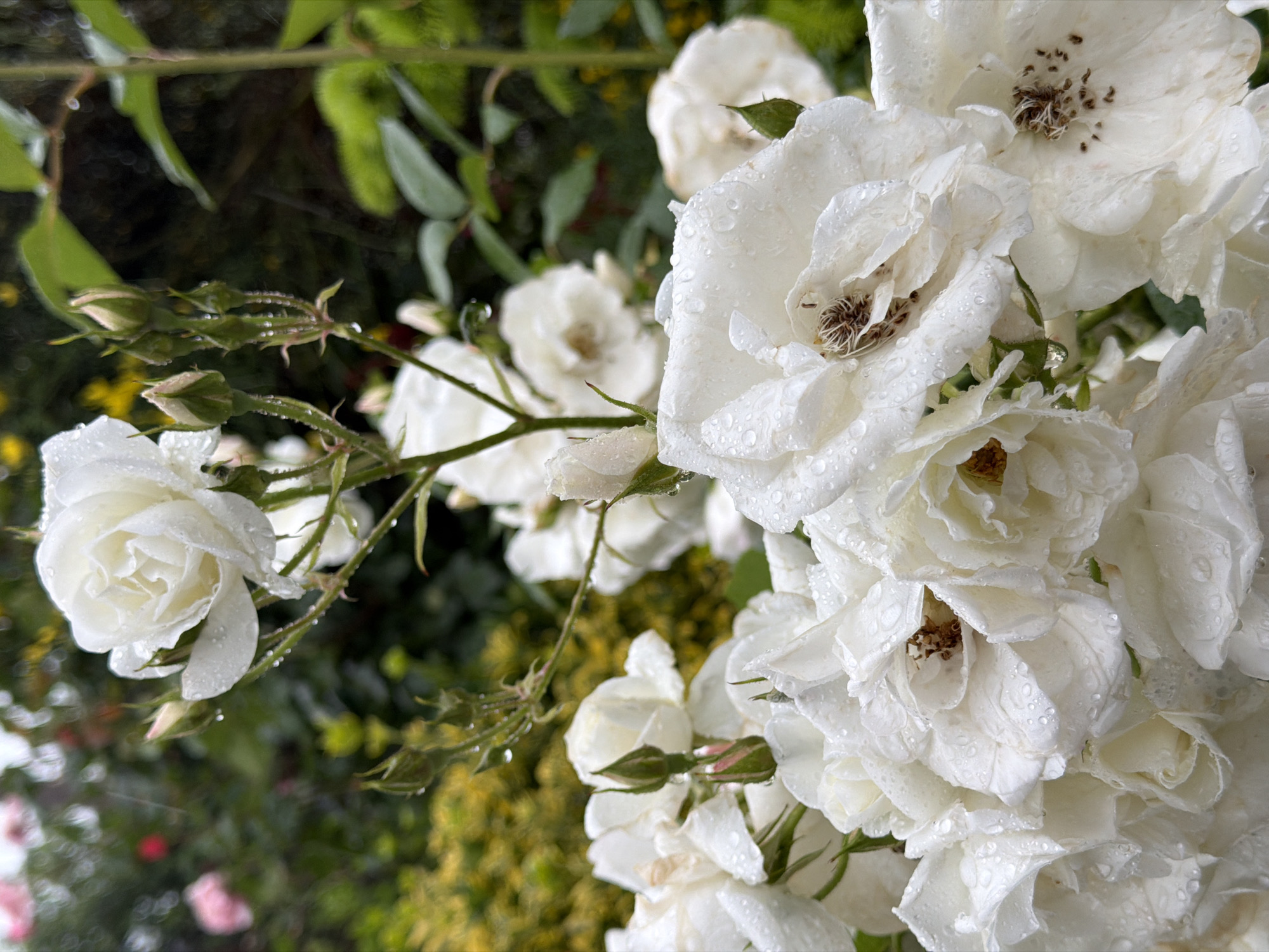 The image shows a cluster of white roses with water droplets on their petals. The roses are in varying stages of bloom, with some fully open and others still in bud. Green foliage is visible in the background, along with hints of other plants. The location, Yuzhny, Russia, cannot be verified from the visual information provided. There are no people, specific actions, or interactions depicted in the image.