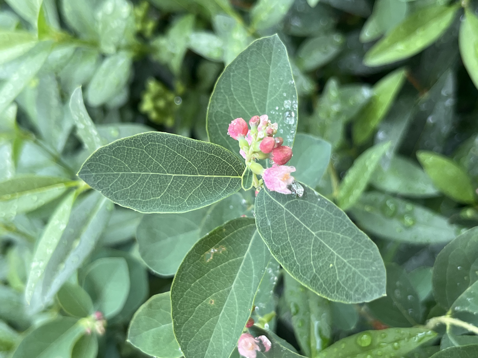 A close-up, overhead shot shows a cluster of small, pink flowers and buds on a branch of a plant, possibly a blueberry bush, with large, green leaves. The leaves have a prominent, raised vein pattern and are speckled with water droplets. The background is a blur of more green foliage, suggesting an outdoor setting with natural lighting. The scene is devoid of human presence and activity. The location is specified as being in Kyiv, Ukraine.