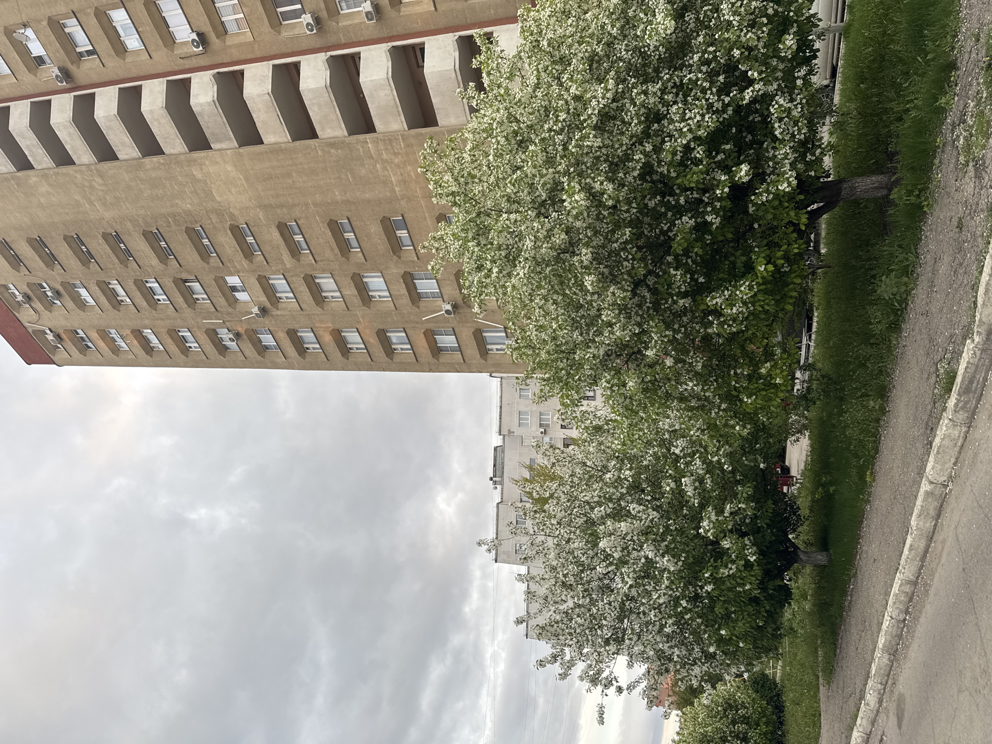 The image shows a street scene in the city of Unknown, Unknown. A tall, beige building with repetitive rows of windows and balconies dominates the left side of the frame. To the right, trees in full bloom with white flowers line the street. A grey sidewalk runs along the right edge of the image, with grass and other greenery filling the space between the trees and the walkway. The sky above is overcast with grey clouds. In the distance, a smaller, white building can be seen between the blooming trees.