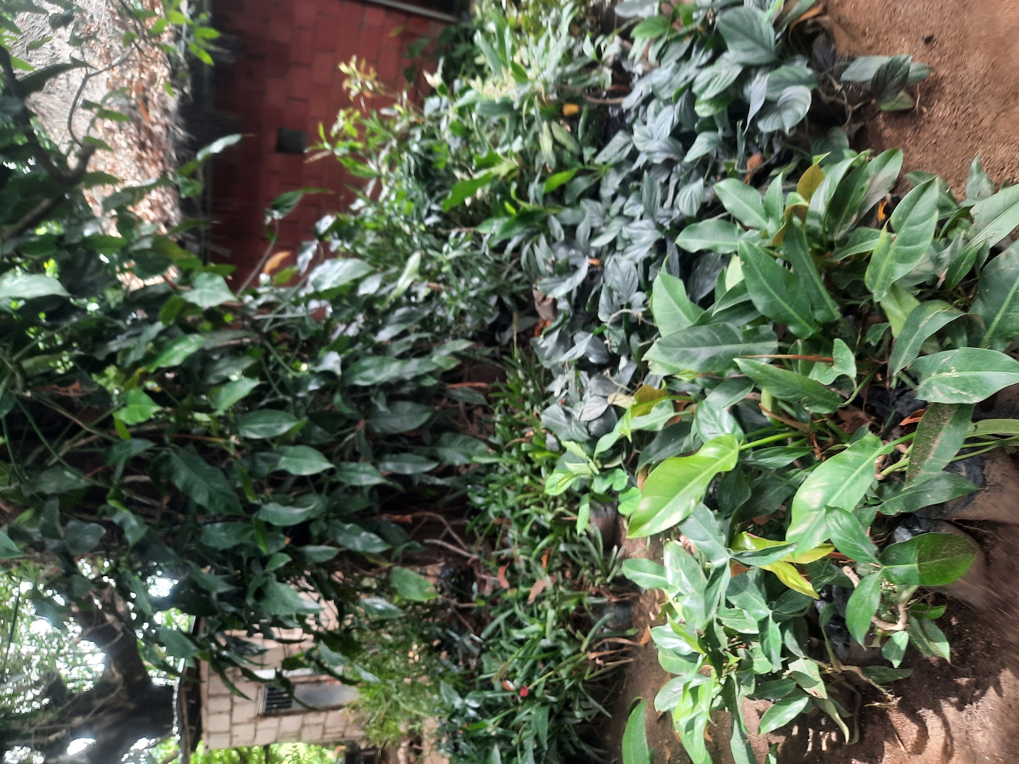 The image shows a street-level view of a garden or plant nursery setting, likely in Jos, Nigeria. A variety of plants with different leaf shapes and sizes are arranged along the ground. Some plants are in black plastic bags, possibly for sale or transport. In the background, there are structures including a brick building and a lighter-colored building partially obscured by foliage. The overall environment suggests a semi-urban or suburban location with vegetation integrated into the landscape. No people are visible in the image.