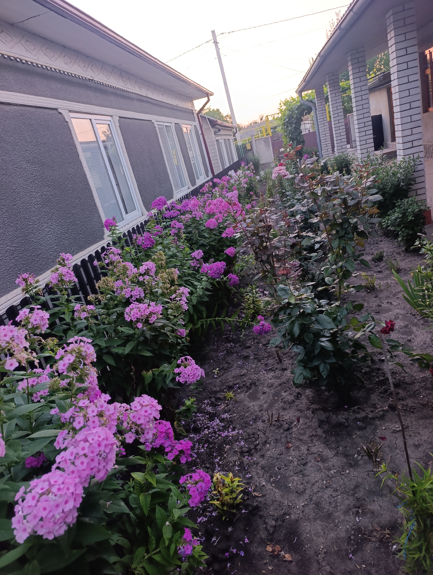 The image shows a front yard with a house and a garden. The house is a one-story building with gray textured walls and white trim around the windows. The windows have blinds. A black wooden fence runs along the side of the house, bordering a flower bed filled with pink phlox flowers. To the right of the phlox, there is a rose bush with dark green leaves and some red roses. The garden bed is mulched with dark soil, and there are a few scattered dead leaves and some dry grass. The sky is visible in the background, appearing to be at dusk. A utility pole with wires is also present. The scene is located in Țînțăreni, Moldova. There are no people or animals visible in the image.