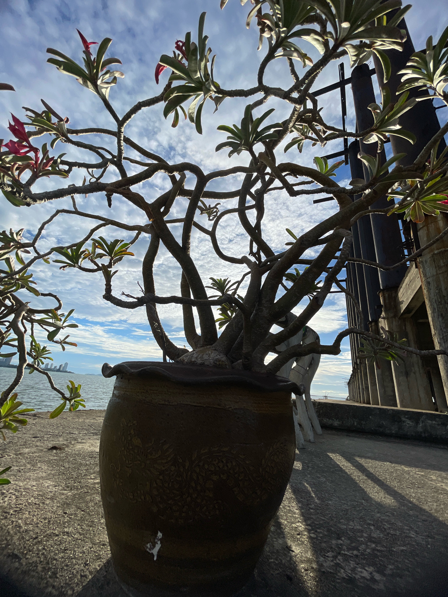 The image depicts an outdoor scene with a potted plant in the foreground, likely located on a rooftop or elevated platform in Pattaya City, Thailand, given the distant view of city buildings and the sea. The plant, which appears to be a desert rose with visible pinkish-red flowers and green leaves, is housed in a large, ornate, brown ceramic pot with embossed patterns. Its gnarled branches extend upwards and outwards, silhouetted against a bright blue sky filled with white, wispy clouds.
Behind the plant, a large, industrial-looking structure is visible, composed of concrete and dark, vertical pillars or pipes, casting long shadows across the textured ground. To the left of the plant, the sea is visible with a distant cityscape suggesting the urban environment of Pattaya. The lighting suggests it is daytime, possibly late afternoon due to the angle of the shadows. No people are clearly depicted, though a partial human figure in light clothing is faintly visible behind the plant's branches. The overall impression is one of an urban landscape contrasted with natural elements.