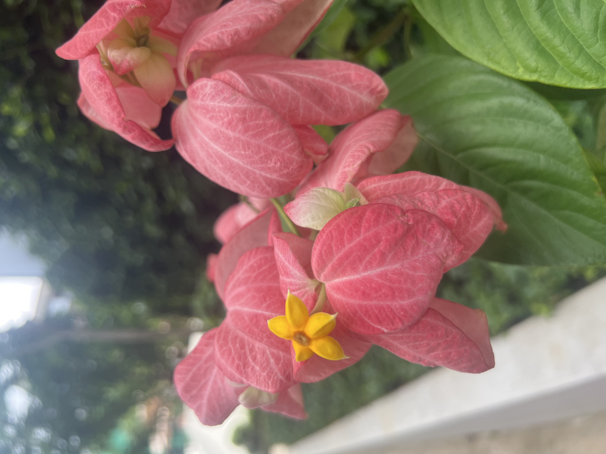 The image shows a close-up view of a pink flower with a small yellow center. The flower has large, petal-like bracts that are a vibrant pink. The yellow center is star-shaped with five petals. The flower is surrounded by green leaves. In the background, there is a blurred image of trees and a light-colored structure, possibly a building or a wall. The lighting suggests it is daytime, and the bokeh effect indicates a shallow depth of field, focusing attention on the flower. The scene appears to be outdoors in a garden or natural setting. The location is specified as Ko Samui District, Thailand. There are no people or animals visible in the image.