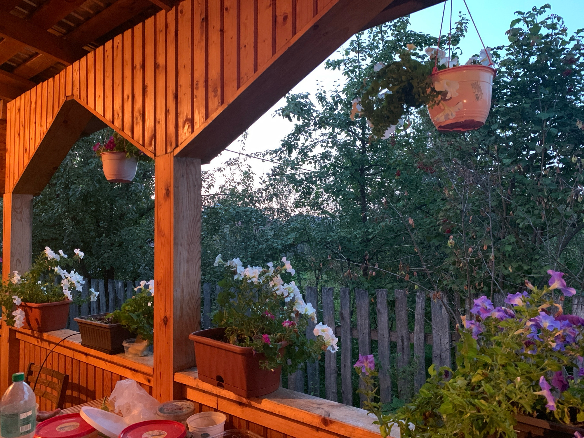 The image depicts a wooden porch with several potted plants, set against a backdrop of trees and a rustic wooden fence. The lighting suggests it is either early morning or late evening, with a warm, golden hue cast on the wooden structures.
In the foreground, a table is partially visible, holding a plastic bottle of water, red plastic containers, and a white plastic bag. Various potted plants are arranged on the porch railing and shelves. One large brown planter contains white petunias, with smaller pink flowers interspersed. Another planter to its left holds white flowers. Further to the right, a hanging basket with pink flowers is visible, and a separate pot has purple petunias.
The background consists of dense green trees and foliage. A weathered wooden fence runs horizontally across the mid-ground. The sky above is a pale blue, indicative of twilight. The scene appears to be located in a rural or semi-rural setting, possibly a backyard or garden area.
The location is identified as Asha, Russia.