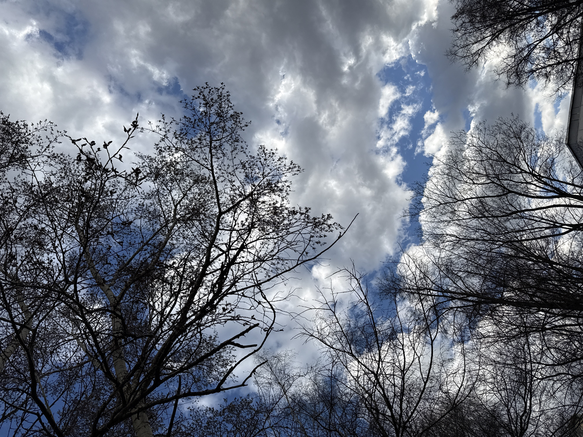The image depicts a view looking upwards towards the sky, partially obscured by the branches of bare trees. The sky shows a mix of blue patches and grey clouds. The location is Moscow, Russia.