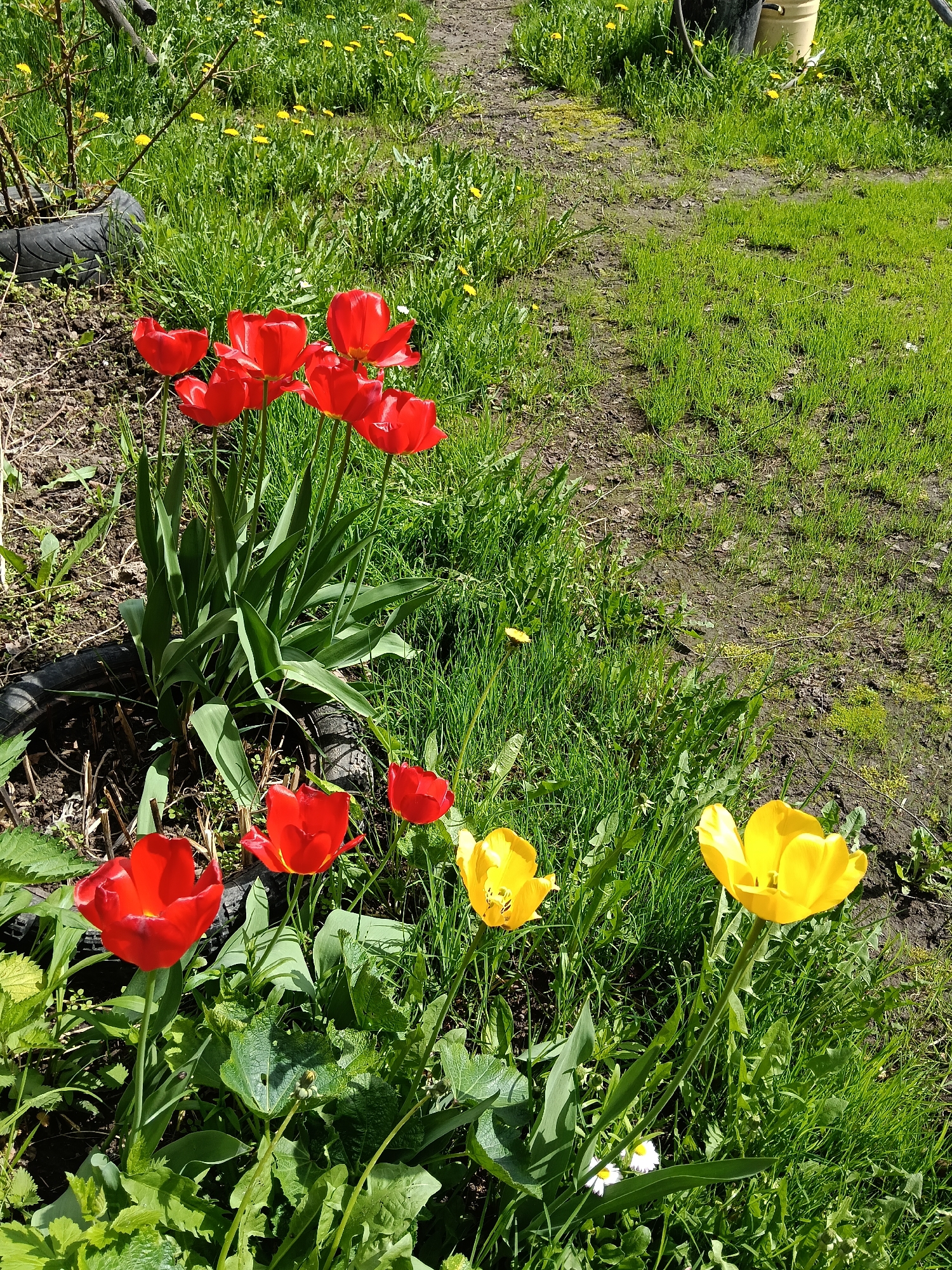 The image shows a garden scene in Красный Маяк, Russia. Several red and yellow tulips are in bloom in a garden with green grass. There is a path of bare dirt and green grass. A tire is in the background on the edge of the garden. There is a bucket in the upper right corner.