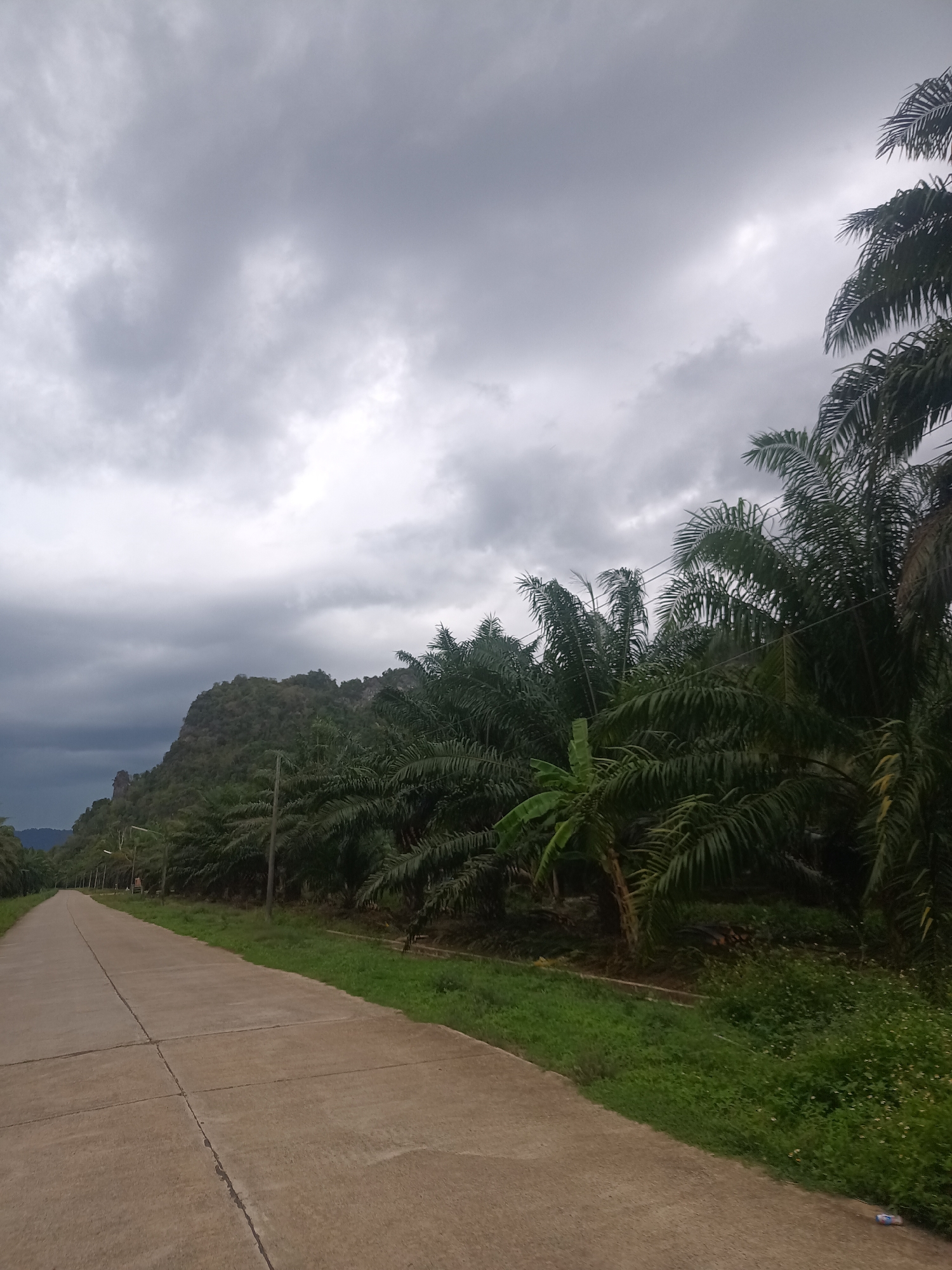 The image depicts a concrete road stretching into the distance, flanked by dense vegetation and a mountain in Pak Phraek, Thailand. The road is gray, with visible seams or cracks. A strip of green grass separates the road from rows of palm trees lining the right side. The trees are dense and lush, creating a wall of green foliage. Overhead, a sky filled with heavy, dark gray clouds dominates the upper portion of the image, suggesting overcast weather conditions. In the background, a mountain partially shrouded in cloud cover adds to the natural landscape. Utility poles are visible along the roadside. There are no people visible in the image.