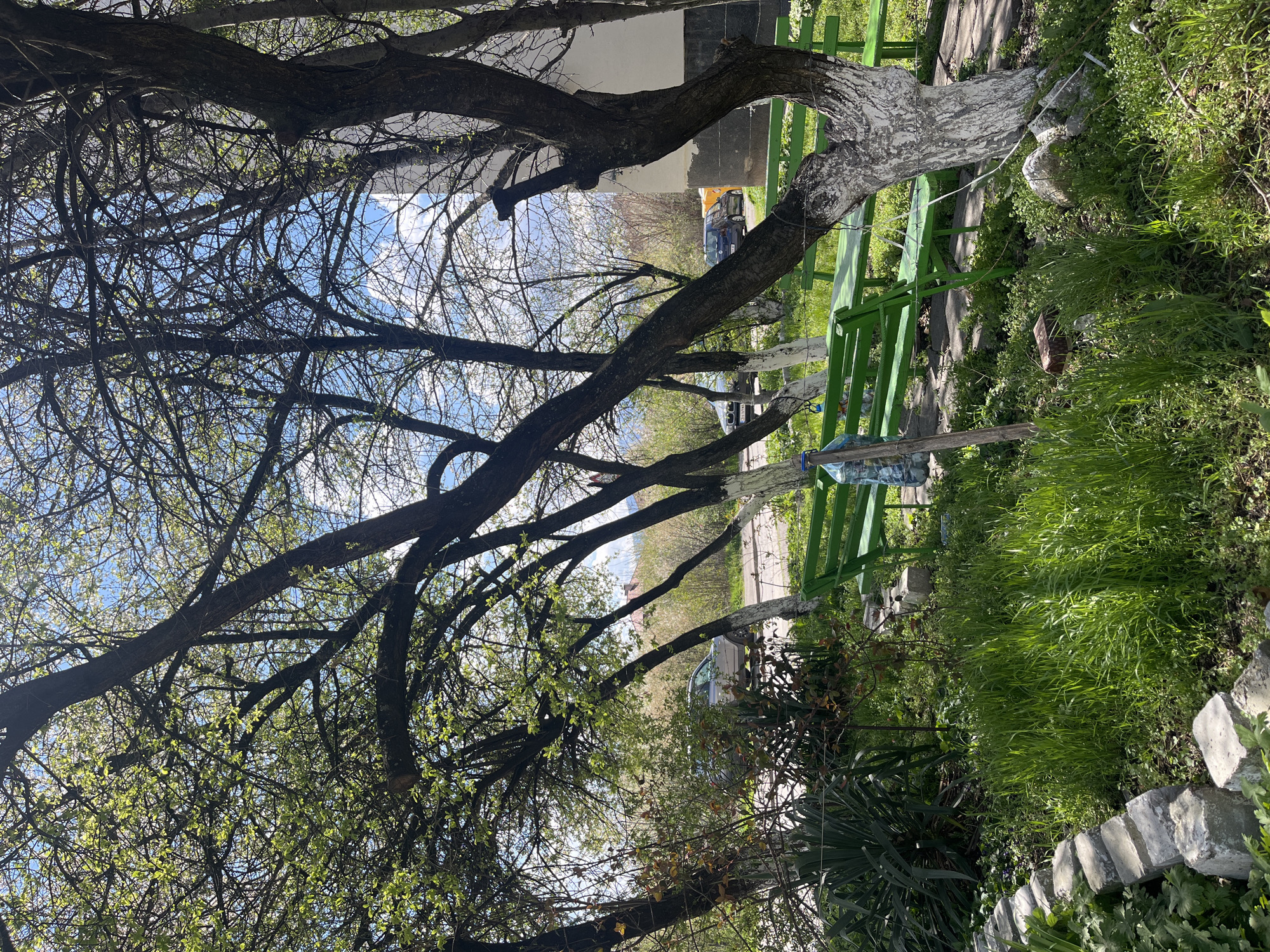 The image shows an outdoor scene with a perspective looking up through the branches of trees, possibly in the city of Sofia, Bulgaria, based on the provided instructions. There are bare branches filling much of the sky, with patches of blue visible in between. To the right, there is a green wooden bench partially obscured by the tree. The tree trunks are painted white. The ground is covered with grass and various plants. A few cars are visible in the background, suggesting an urban or suburban setting. A stone border is visible in the foreground.