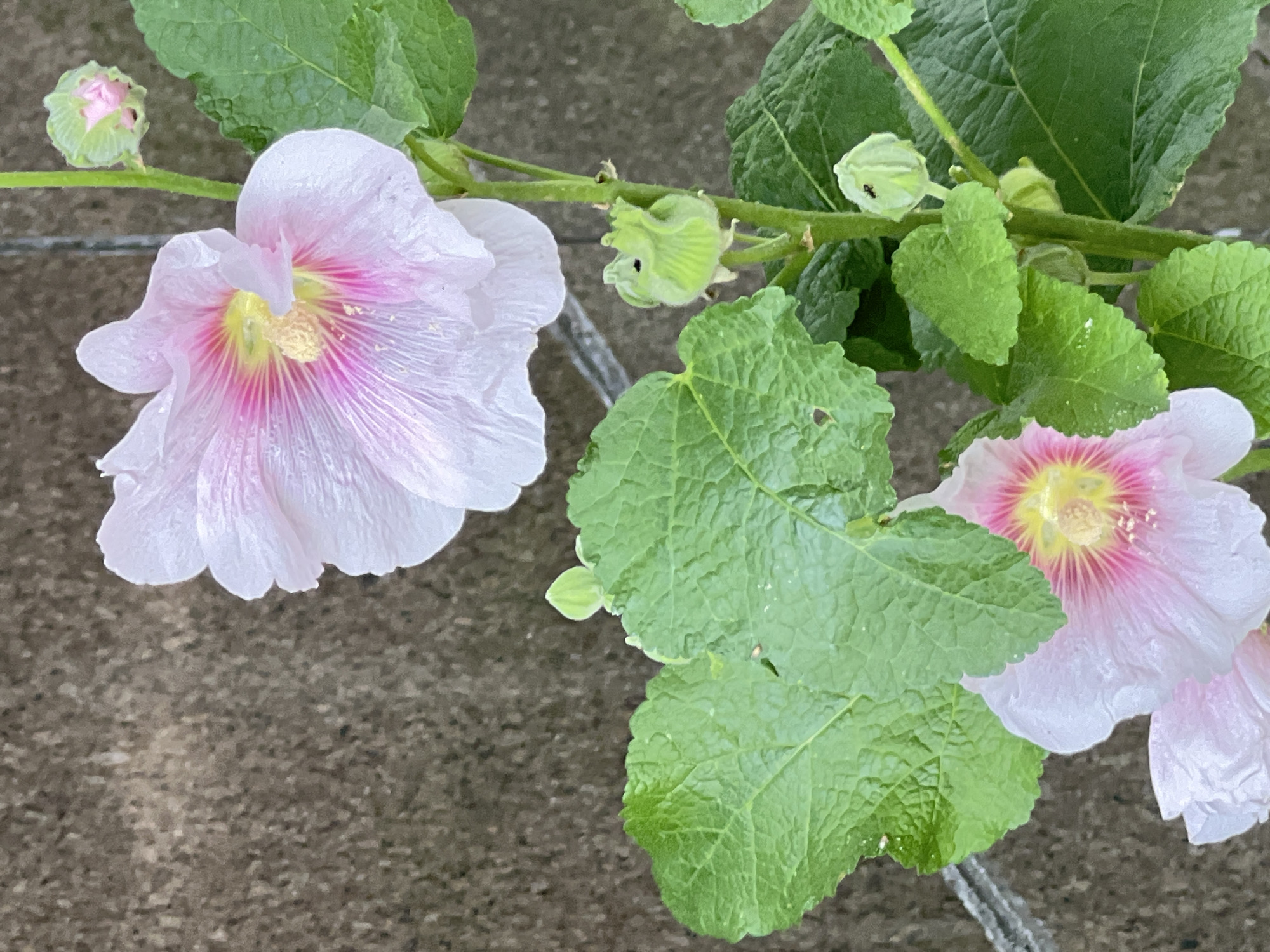 In Almaty, Kazakhstan, a close-up shot captures a hollyhock plant against a textured, gray concrete wall. The plant features large, green, textured leaves and several pale pink hollyhock flowers with darker pink centers. Some unopened flower buds are also visible. The lighting is natural, suggesting an outdoor setting. The focus is sharp on the flowers and leaves, with the background slightly blurred.