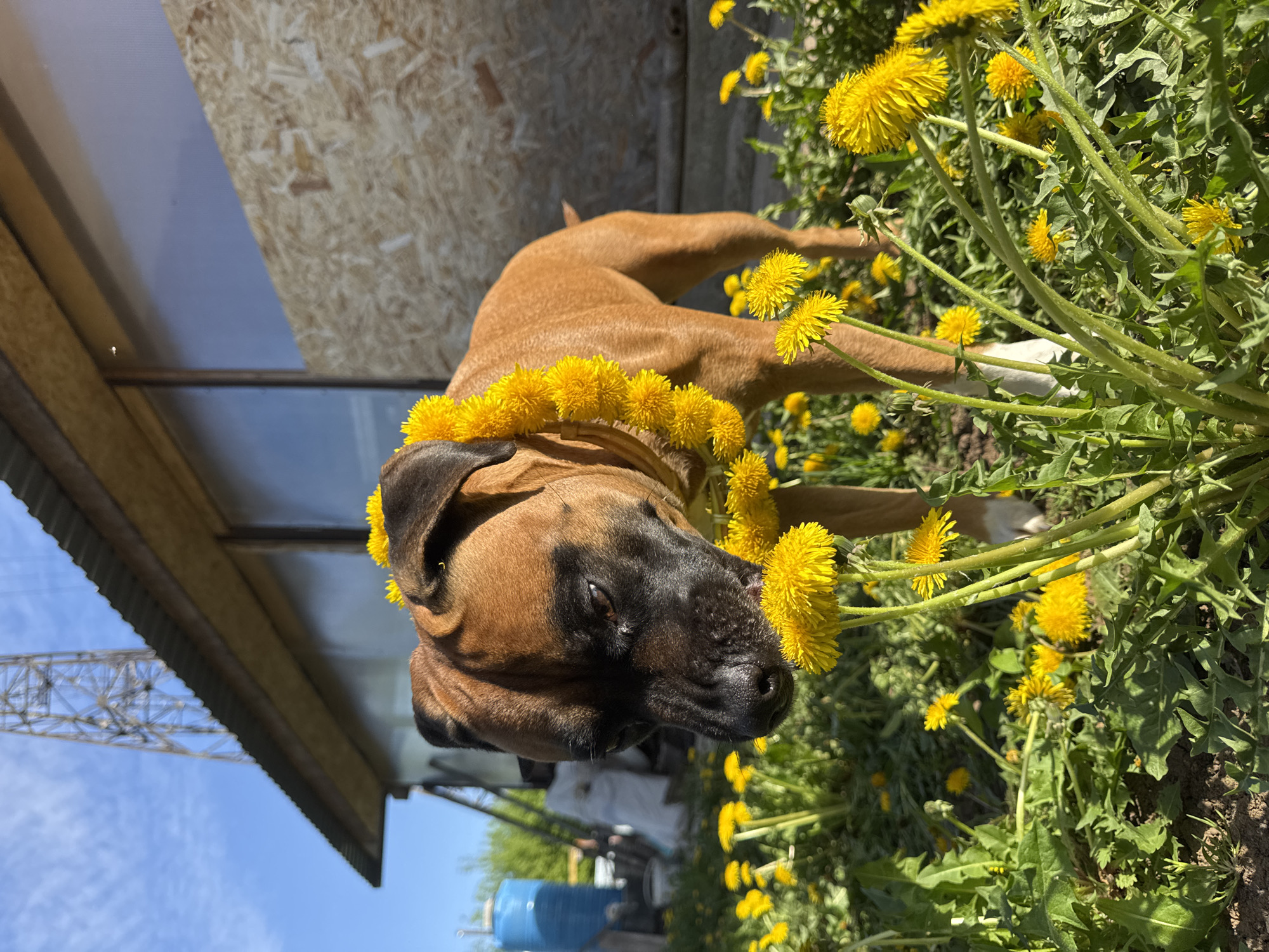 A brown dog with a black muzzle is wearing a crown of yellow dandelions while standing among more dandelions. In the background, there is a wooden structure with a metal roof, part of a blue water tank, and a clear blue sky. The location is Chaikovsky, Russia.