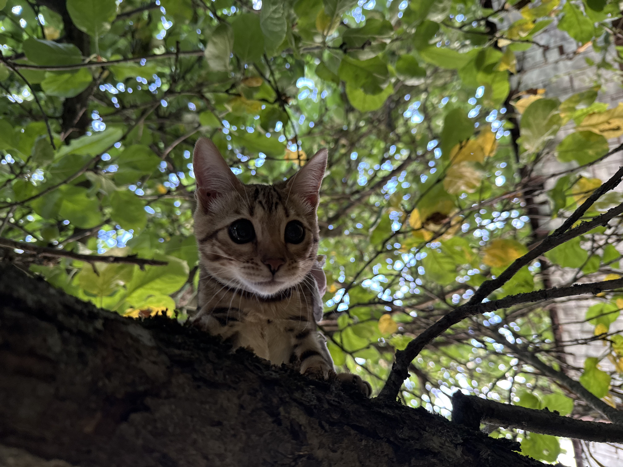 A tabby kitten with large, dark eyes peeks over a rough tree trunk, looking down at the camera. Its head is angled, and its ears are perked. The background consists of lush green foliage, with some yellowing leaves and bright, blurry highlights suggesting sunlight filtering through. The scene is framed from a low angle, looking up into the tree. The location in the city of Rzhev, Russia is not ascertainable from the image.