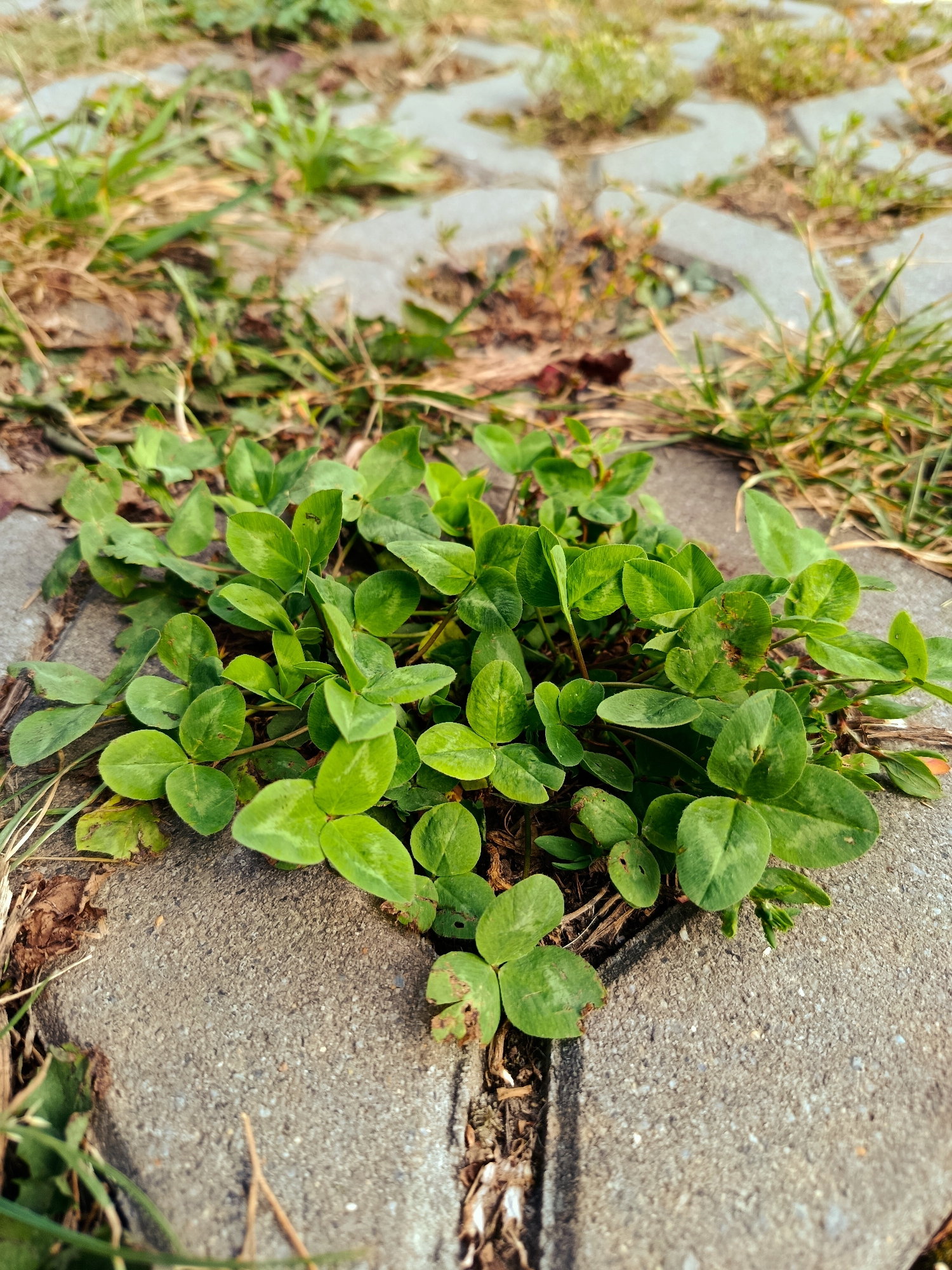 A patch of green clover grows on a concrete paver walkway in Ryazan, Russia. The clover is lush and healthy, with bright green leaves. The concrete pavers are a light gray color and are laid in a circular pattern. Grass and dry leaves are visible in the gaps between the pavers. The lighting suggests it is daytime, possibly late afternoon given the shadows. No people are present in the image.