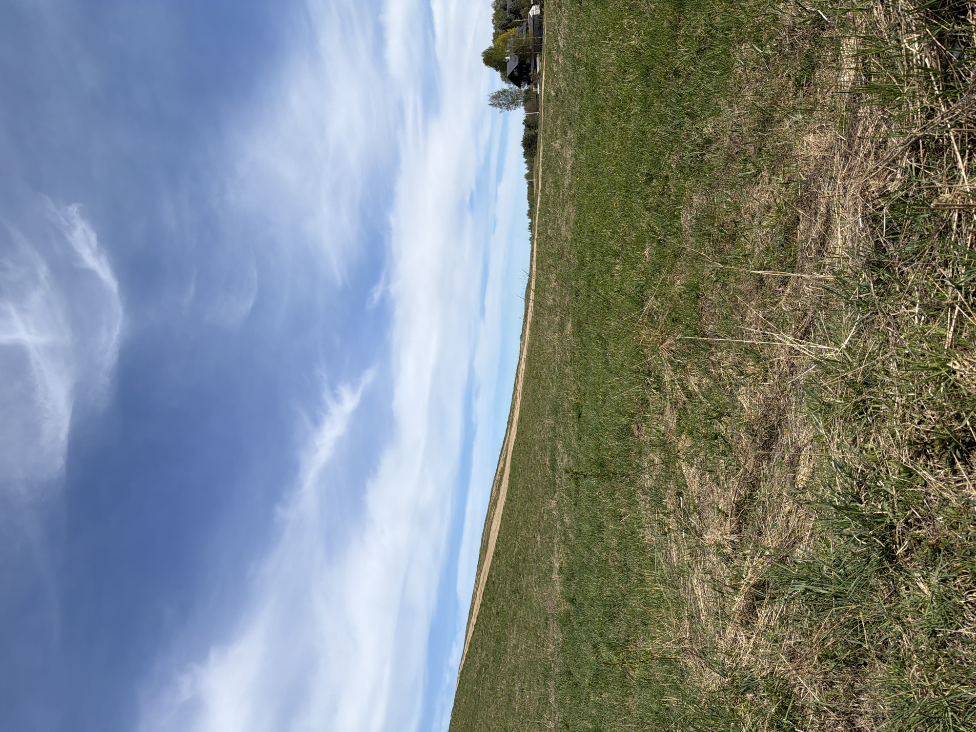 The image shows a field in Yanino-1, Russia, under a blue sky with wispy clouds. The field consists of green grass interspersed with patches of dried brown grass. A faint path or clearing runs through the field, separating the grass from the sky. In the distance, there is a cluster of buildings and trees. There are no people visible.