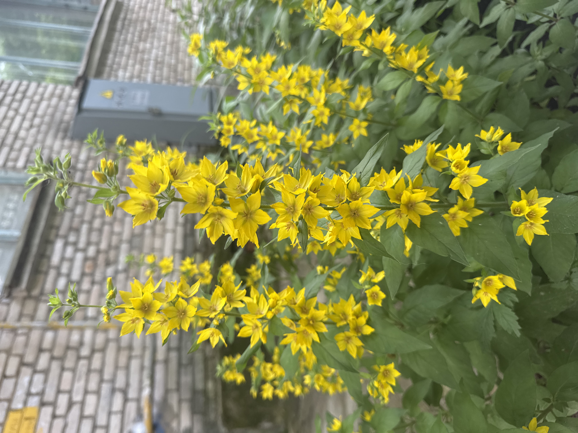 This media file is a close-up shot of bright yellow flowers blooming in front of a textured, brick-like surface. The flowers, arranged on thin stems with green leaves, are the primary subject. They appear to be a type of loosestrife, with five pointed petals and a star-like shape. Some of the flowers are fully open, while others are still in bud.
The background shows a muted, greyish surface that resembles weathered bricks or tiles, possibly a wall or pavement. To the left of the frame, a portion of a grey rectangular object is visible, potentially an electrical box or a conduit, mounted on the brick surface. Above this, a blurred reflection of what looks like windows and greenery can be seen, suggesting an outdoor setting, possibly a building facade or a garden area. The overall lighting suggests it is daytime, with the natural light highlighting the vibrant yellow of the flowers. The scene is peaceful and natural, focusing on the beauty of the blooming flowers against an urban or architectural backdrop. There is no visible text in the image. The location context provided is Kuzmolovskiy, Russia.