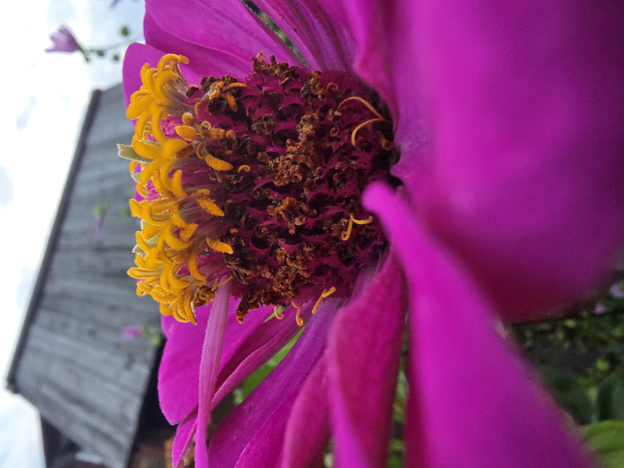A close-up, low-angle shot focuses on the center of a vibrant magenta zinnia flower. The flower's stamen, a cluster of delicate yellow filaments tipped with orange pollen, dominates the upper portion of the frame. Surrounding the stamen is the darker, textured center of the flower, dotted with small, dark brown seed-like structures and delicate, curled yellow pistils. The broad, velvety magenta petals of the zinnia extend outwards, filling the foreground and lower half of the image, with some petals out of focus and creating a soft blur.
In the background, out of focus, is a weathered wooden structure, possibly a fence or part of a building, with a grey, textured surface. Above the wooden structure, a pale sky with scattered clouds is visible. A faint, blurred image of another pink flower can be seen in the upper right background. The overall impression is of a bright, outdoor scene, likely a garden, with the focus sharply on the intricate details of the zinnia. The image composition suggests it was taken in the village of Ermolaevo, Russia, given the typical rural architecture. No people are present in the image.