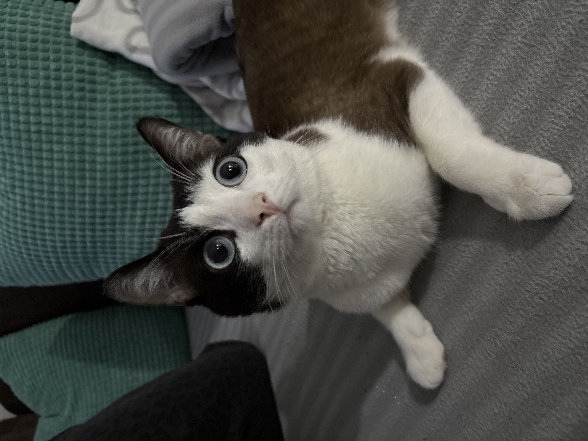 A cat with white and brown fur is laying on a gray blanket, looking up with wide blue eyes. The cat has a white face with brown markings around its ears and on top of its head. Its body is primarily white with some brown patches. A green cushion and other indistinct items are in the background. The image provides no information that would place the scene in Chaikovsky, Russia.