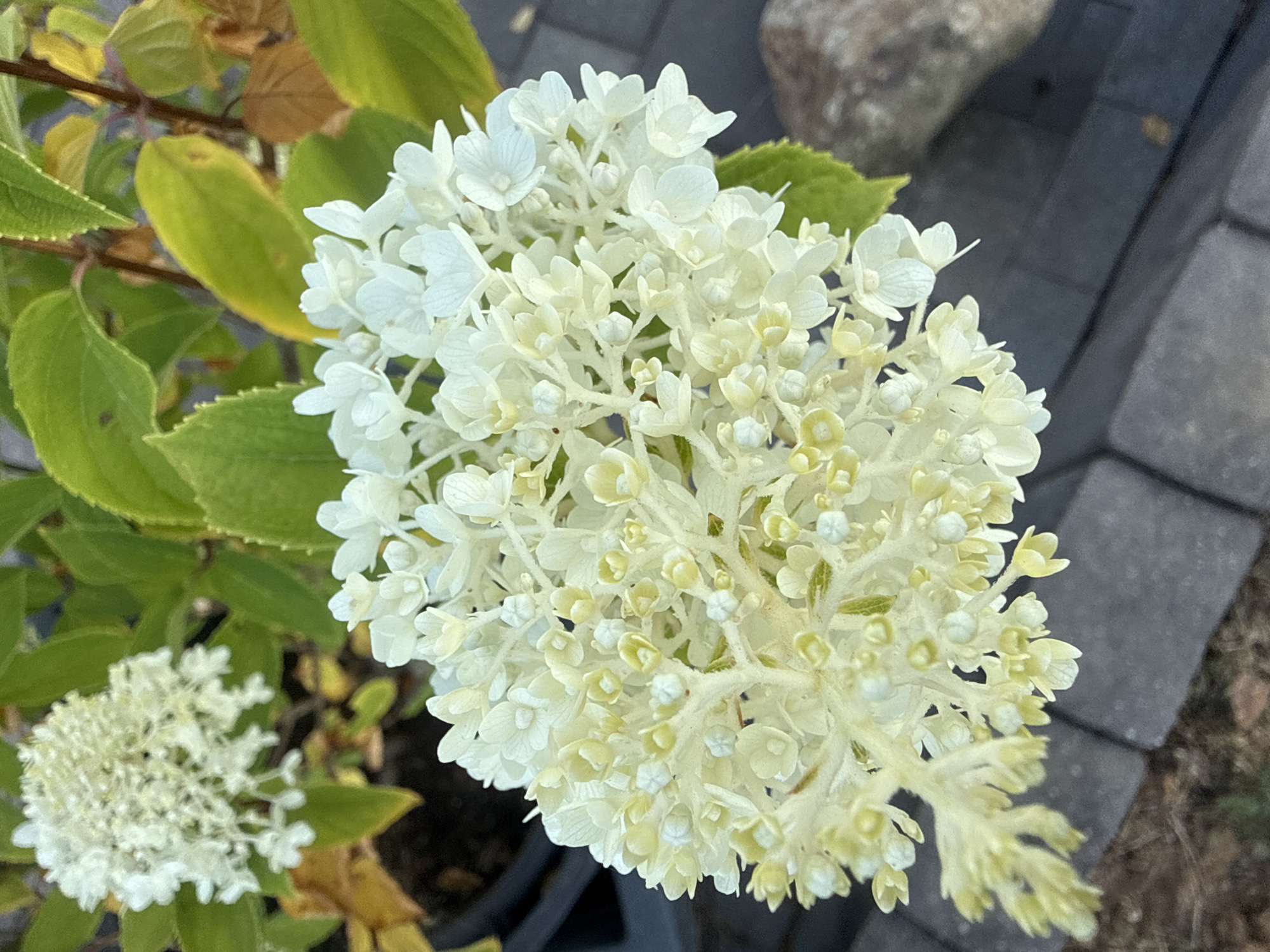 This is an extreme close-up, high-angle, full-frame shot of a white hydrangea flower. The flower is composed of numerous small florets that are tightly clustered together. The petals of the florets are delicate and slightly translucent, with some appearing to be tinged with a pale yellow or green at their base. The flower's texture is soft and almost fuzzy due to the fine hairs on its stems and pedicels. Surrounding the main flower are several large, green leaves, some of which are beginning to turn yellow, suggesting a late summer or early autumn season. The background consists of gray interlocking pavers, indicating an outdoor, possibly garden or patio setting. A rough, grey-brown rock is partially visible in the lower right quadrant. There is no indication of any specific location within Bad Salzschlirf, Germany, beyond the general suggestion of an outdoor environment. There are no people or animals present in the image, and no discernible actions or interactions are taking place.