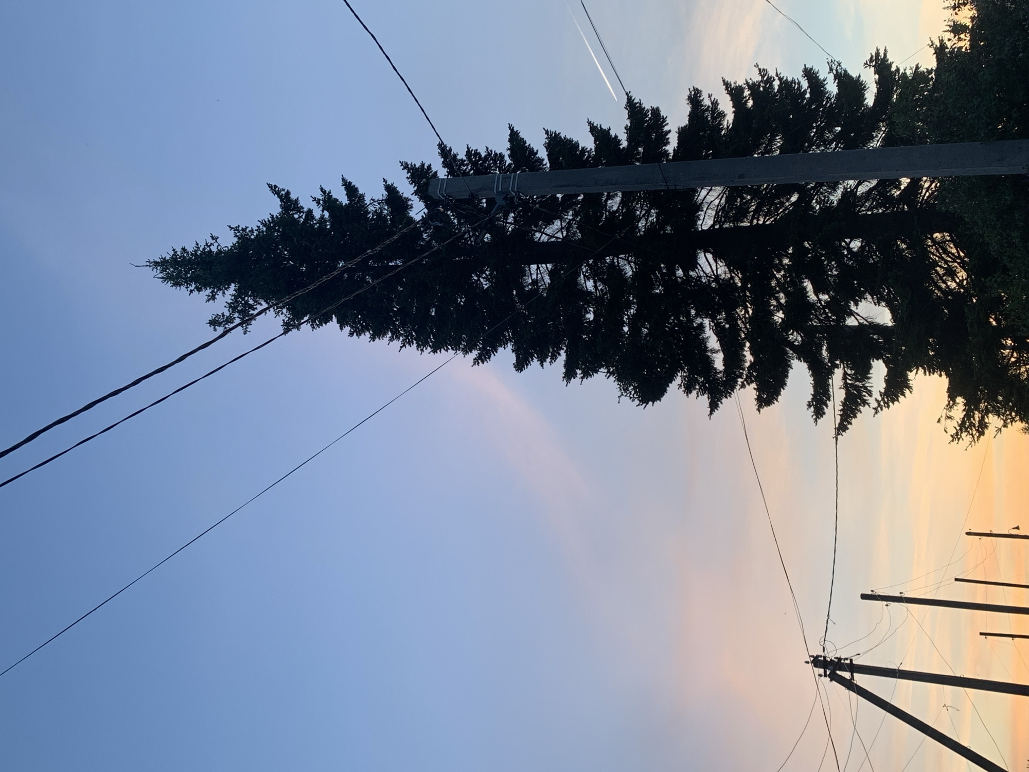 The image shows a tall, coniferous tree silhouetted against a twilight sky. Power lines run across the frame, and a utility pole is visible, partially obscured by the tree. Other utility poles are visible in the lower right. The sky is a gradient of blue to orange. The scene appears to be in an urban or suburban area, near Фоки, Russia.