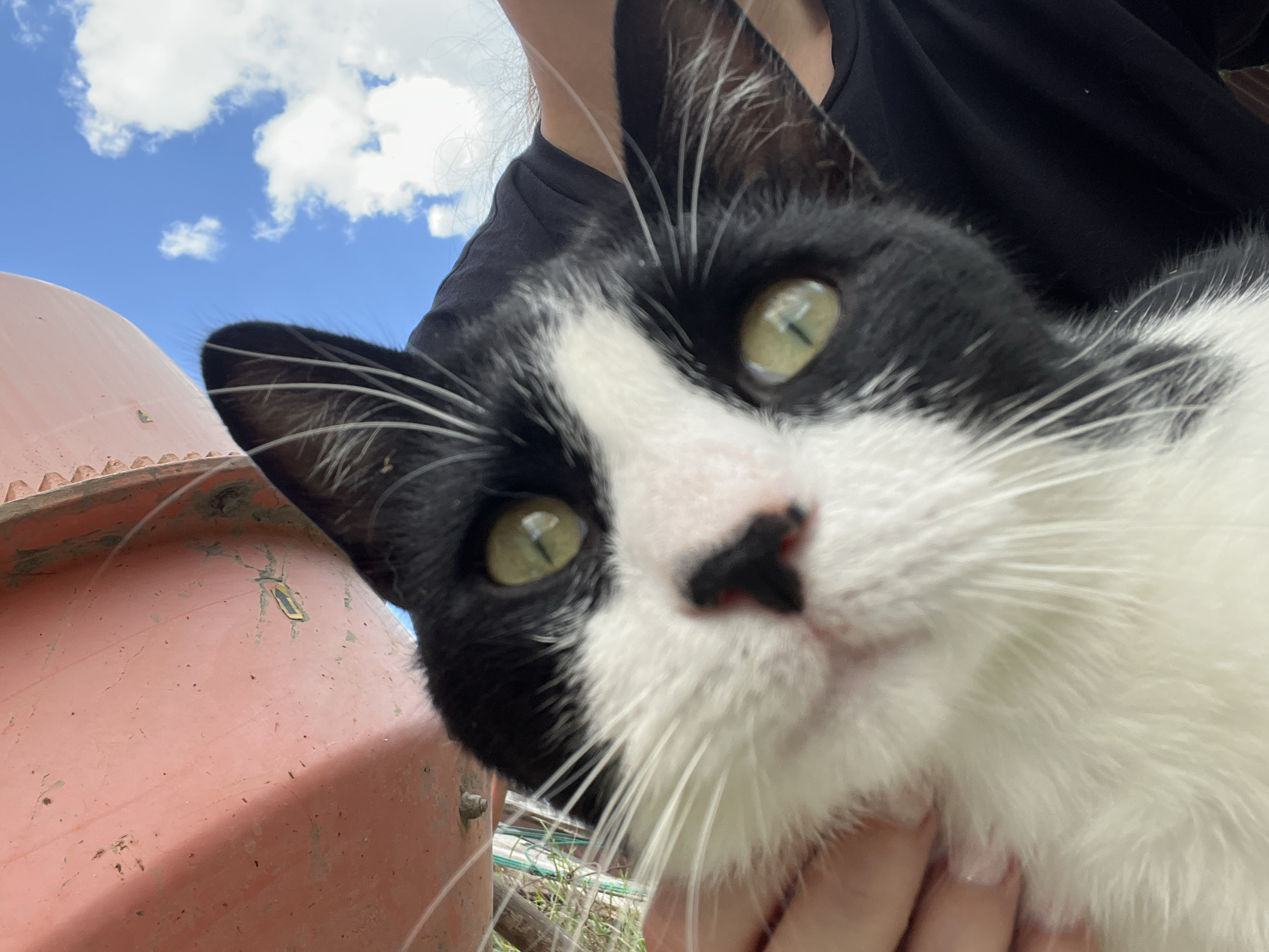 A close-up, low-angle selfie-style photograph features a black and white tuxedo cat with bright green eyes and prominent white whiskers. The cat's head is positioned in the foreground, filling most of the frame. The cat's left ear is visible on the left side of the image, and its right ear is visible on the upper right. The cat's nose is black and slightly moist. The cat is being held by a person whose left hand, with visible fingernails, is gently touching the cat's chin and cheek on the left side. The person is wearing a black t-shirt, the sleeve of which is visible on the right side of the image. In the background, a large, weathered pink cylindrical object dominates the upper left portion of the frame. This object appears to be metallic and shows signs of rust and wear. Beyond the pink object and the cat's head, a bright blue sky with scattered white clouds is visible, suggesting an outdoor setting. The overall lighting indicates daytime, possibly midday, given the brightness of the sky and the clear shadows. The presence of a green fence and some foliage in the background suggests an outdoor, possibly rural or semi-urban environment. The image does not provide any specific clues to pinpoint its location within Smolenskaya, Russia.