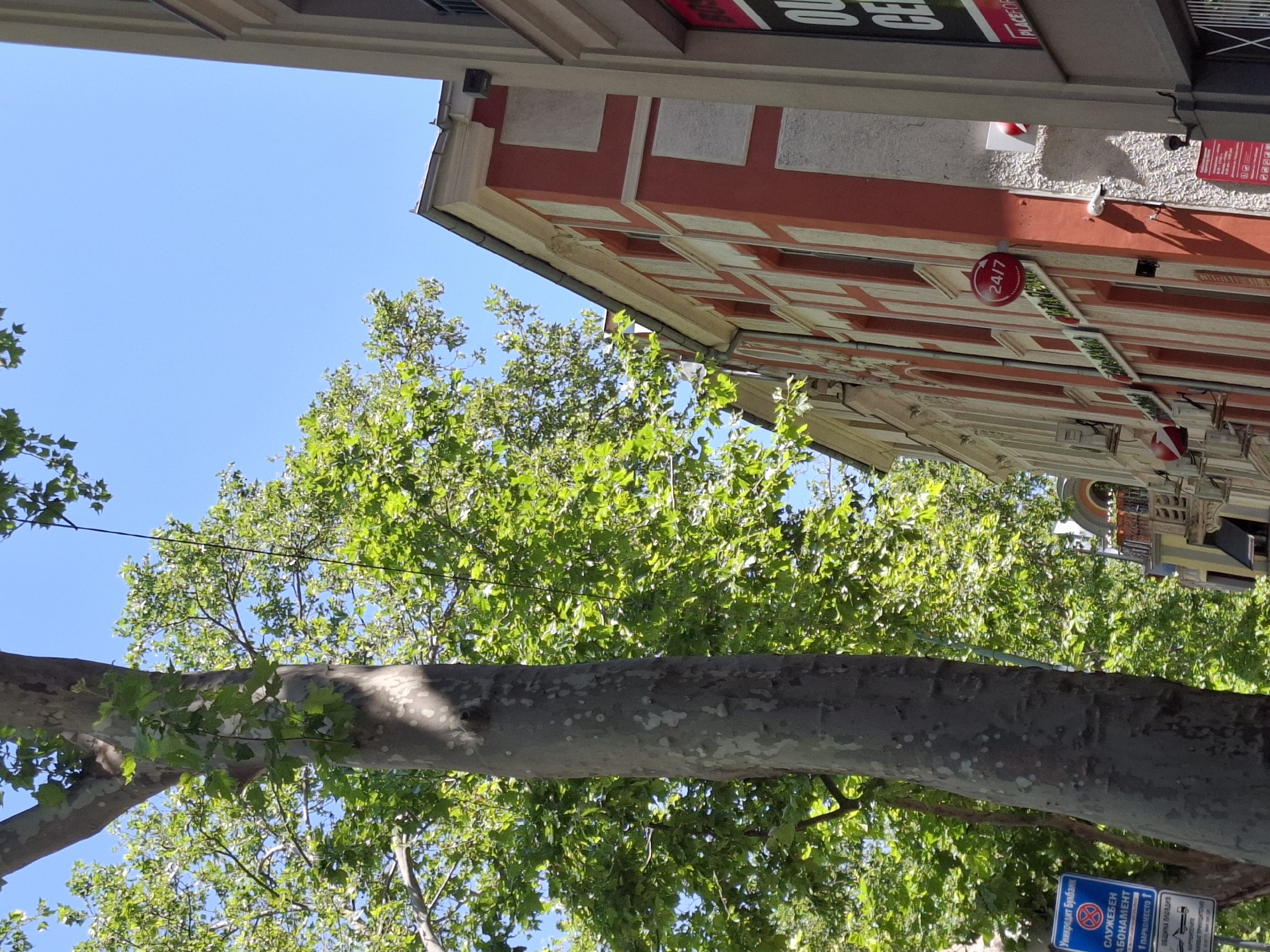 A low-angle medium shot captures a close-up of a large tree trunk with mottled bark in the foreground, partially obscuring a bright red and cream colored building in the background. The tree is situated in a city setting, indicated by the presence of buildings and a blue sign with white text on the left side of the frame, which appears to be a parking restriction sign. Sunlight dapples through the lush green leaves of the tree, casting shadows on its trunk and the building. The building exhibits architectural details, including decorative cornices and multiple windows. A red circular sign with "24/7" in white text is affixed to the building. The sky above is a clear, bright blue. The scene appears to be a sunny day in an urban environment.