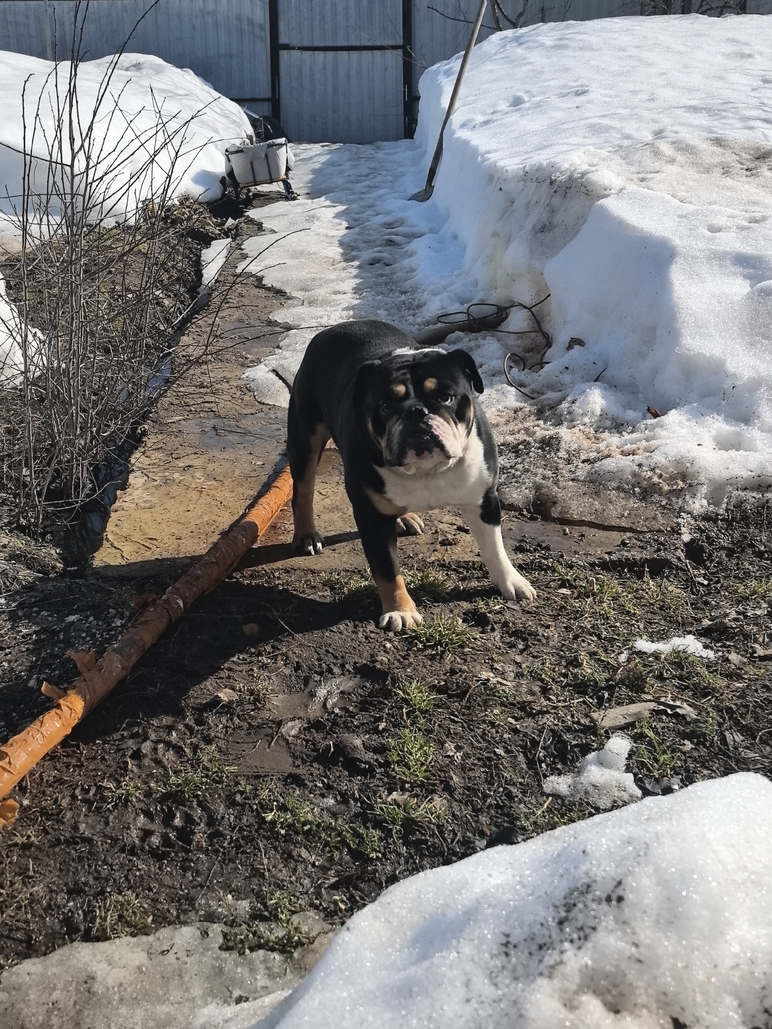 An English Bulldog, predominantly black with white and tan markings on its face, chest, and paws, stands center-left on muddy, sparse grass. Its gaze is directed forward towards the viewer. To the dog's left, a long, orange-brown cylindrical object, possibly a hose or pipe, lies on the muddy ground.
The scene depicts a thawing outdoor environment. Along the left edge of the frame, bare, twiggy branches of dormant shrubs are visible next to a narrow, light-colored concrete or paved path. This path runs into the background, flanked by deep snowdrifts on both sides. The ground immediately around the dog is a mix of wet soil, mud, and small patches of green grass. A significant amount of melting snow is present throughout the scene, forming banks along the path and in the foreground.
In the background, behind the snowdrifts, a dark corrugated metal fence or wall is visible. A white bucket-like object is partially visible resting on a snowdrift near the fence. The lighting indicates a bright, sunny day, with distinct shadows cast on the ground. The location is Noviy, Russia.